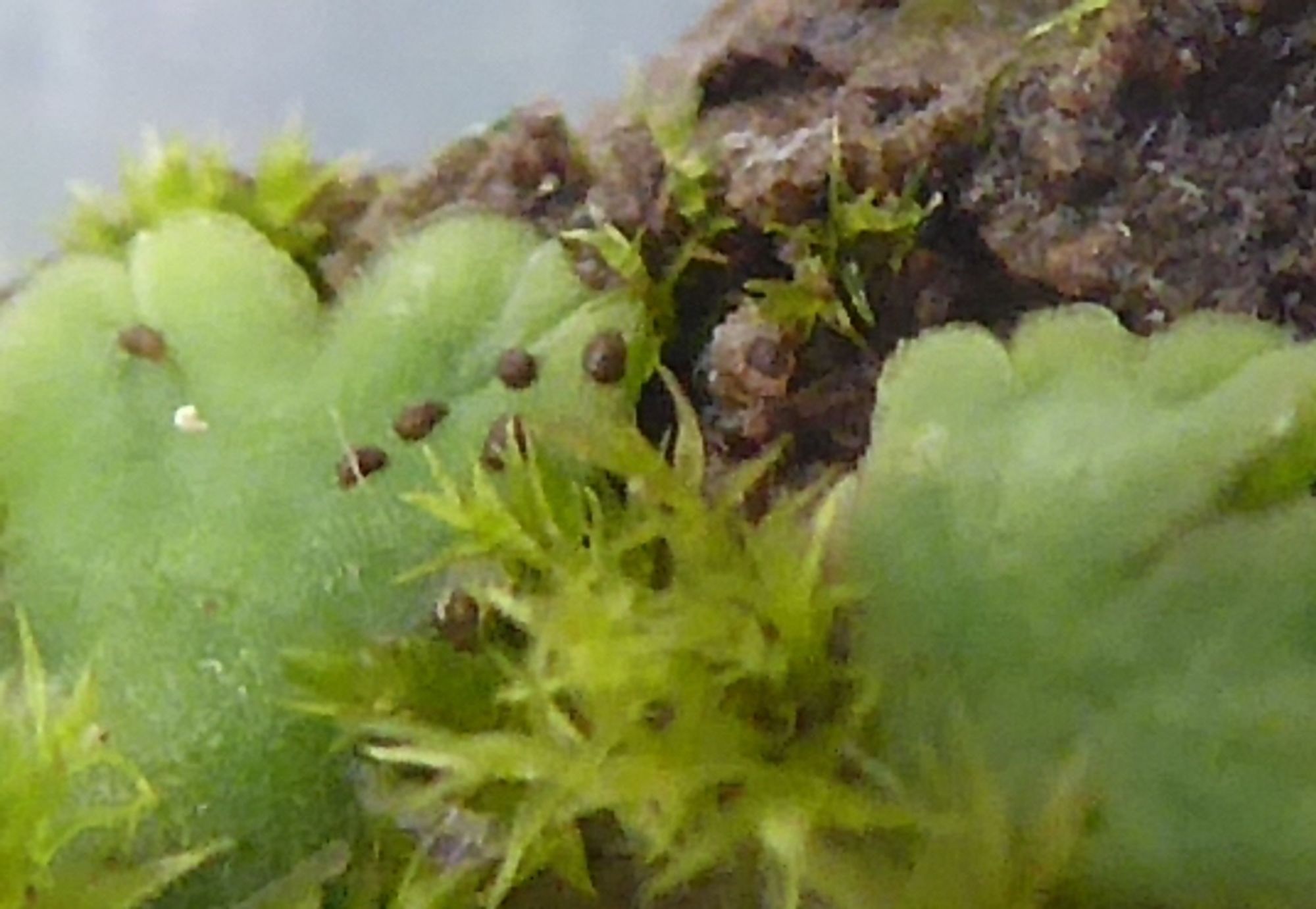 Sporophytes on Riccia thallus