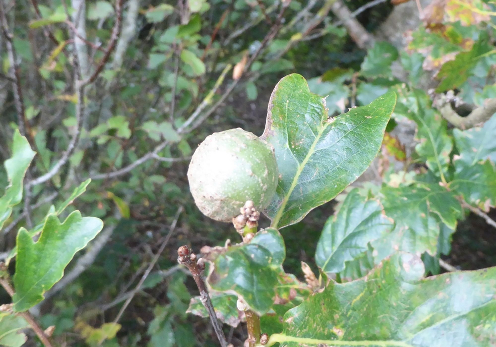 Oak apple