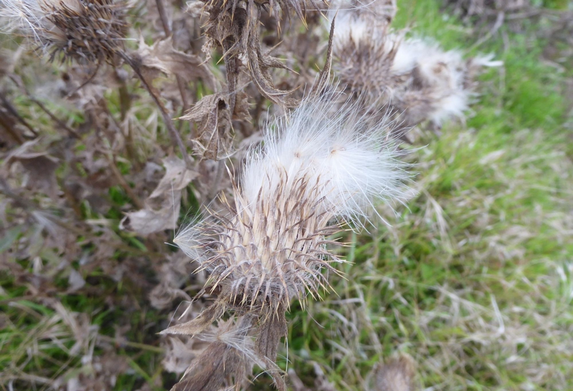 Spear Thistle seed head