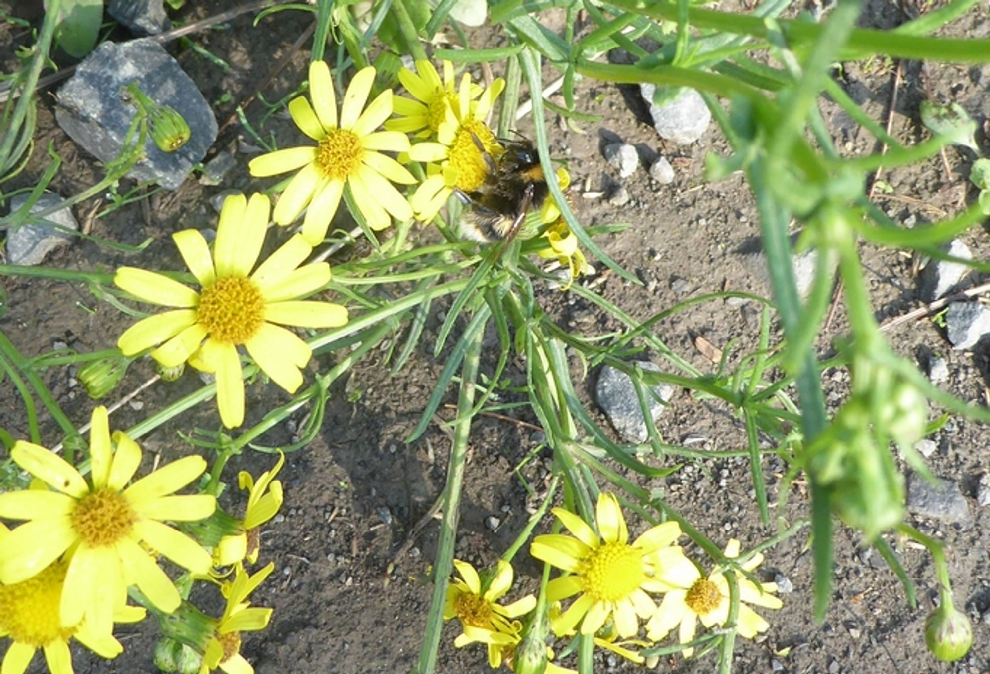 Narrow-leaved ragwort flowers with bumble bee