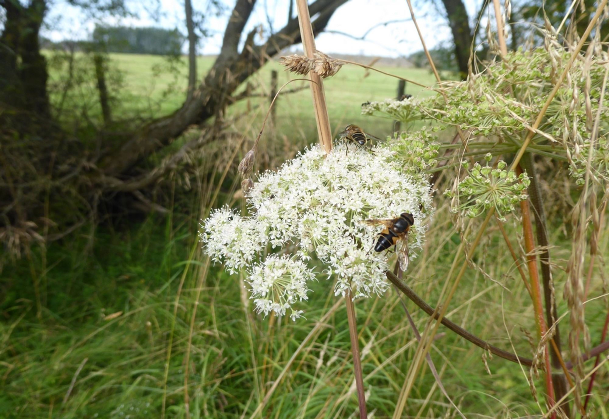 Bees enjoying angelica flower