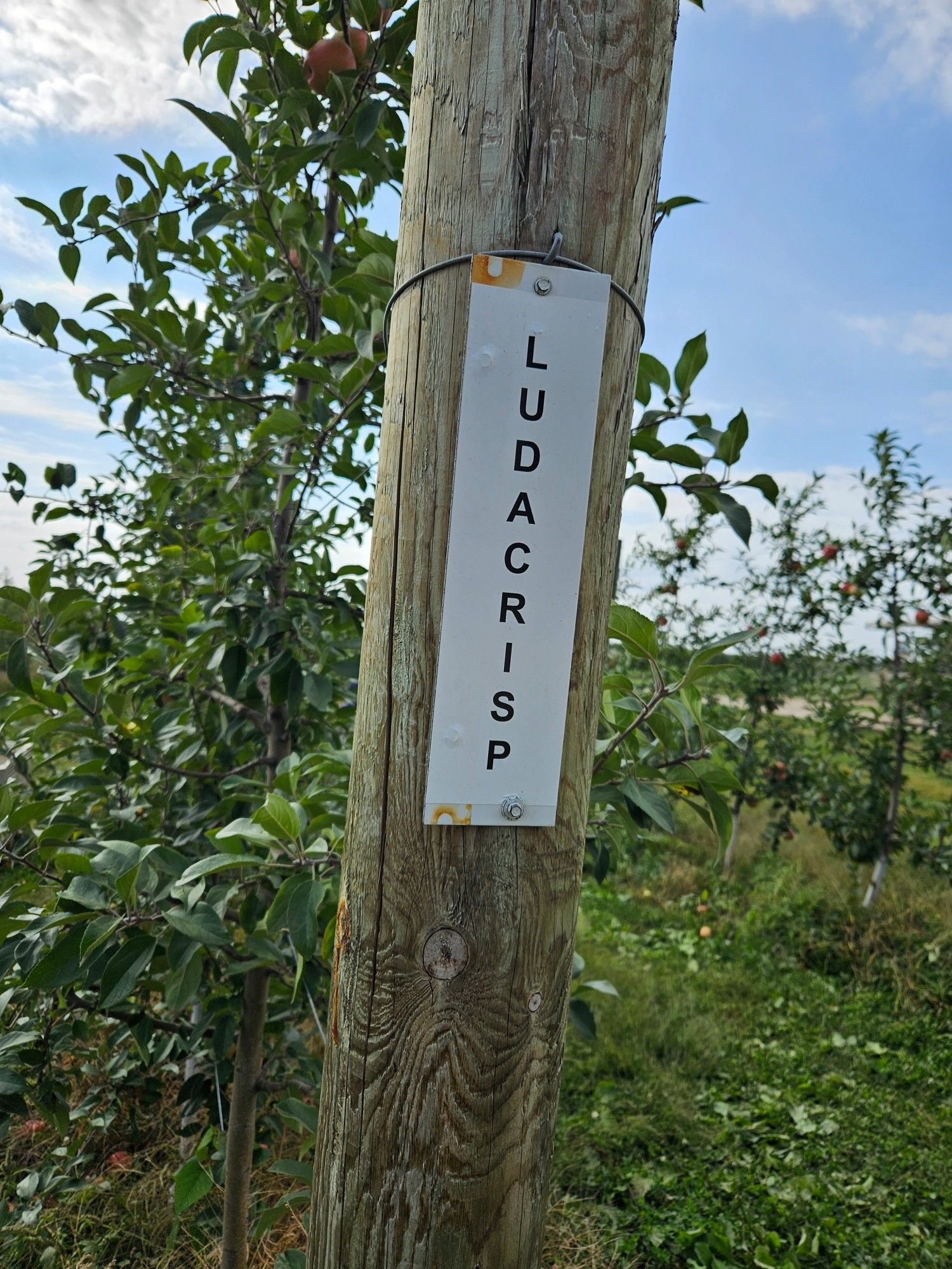 A sign in an apple orchard for Ludacrisp apples