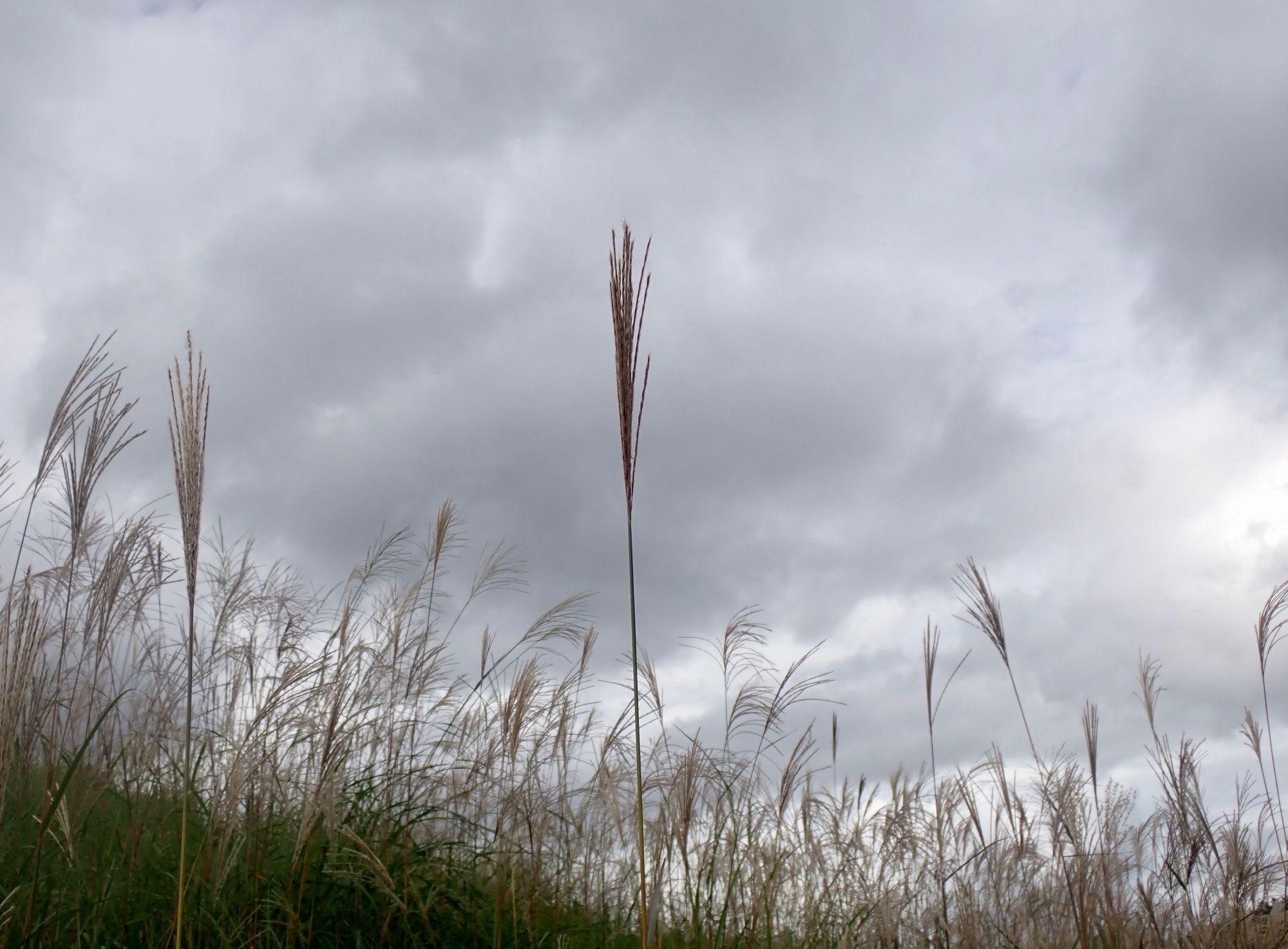 Field of silver grass. The sky is grey and cloudy. The grass has golden plume that turns platinum blonde.