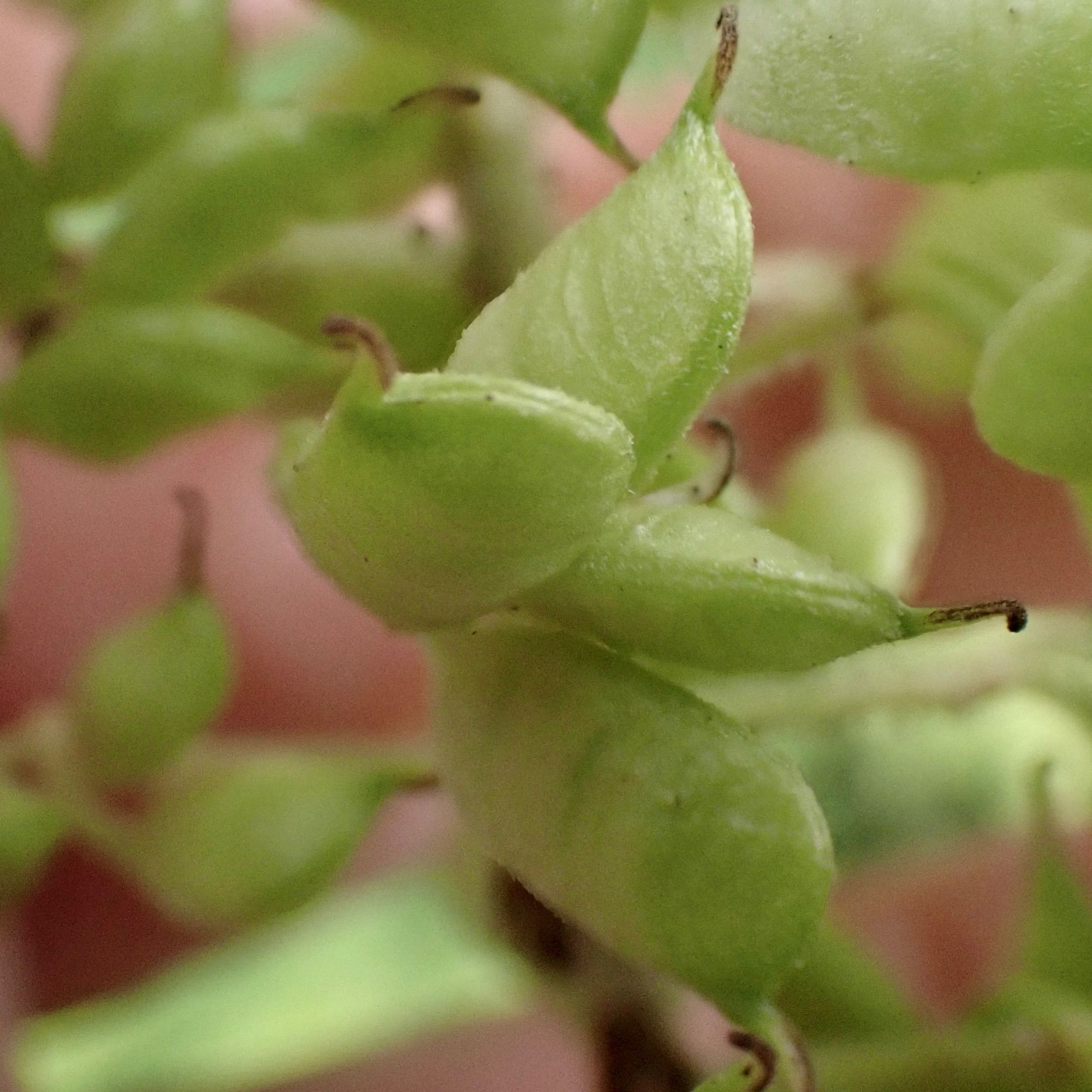 Close-up of the seedpod of baneberry. They are short, green bean pods with striations and brown tails on the end.