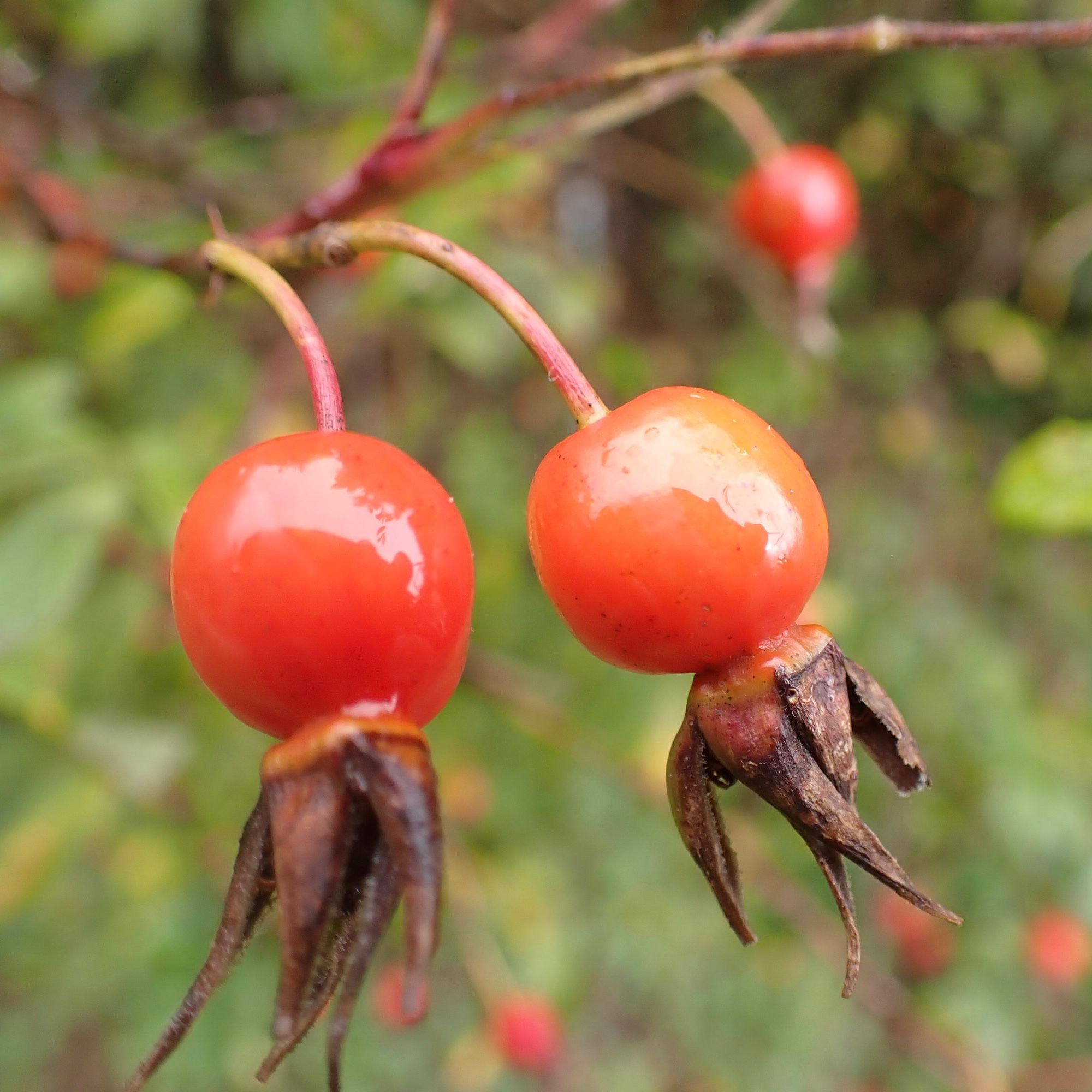 Bright red rosehips. They are large and round, with tufts of flower remnants hanging from the bottom.