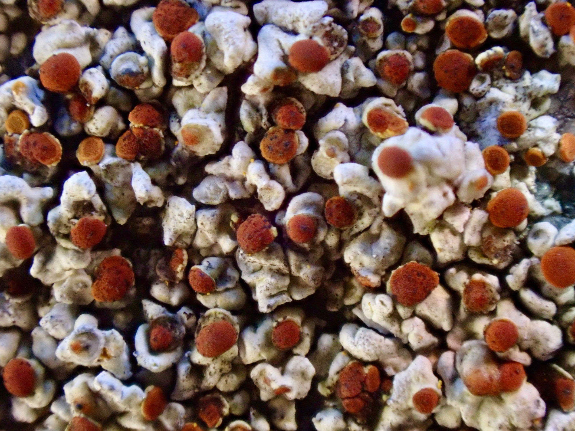 Close-up of the apothecia disk of Caloplaca lichen. The disks are orange and are perched on white-grey base that looks like eroded rocks in desert.