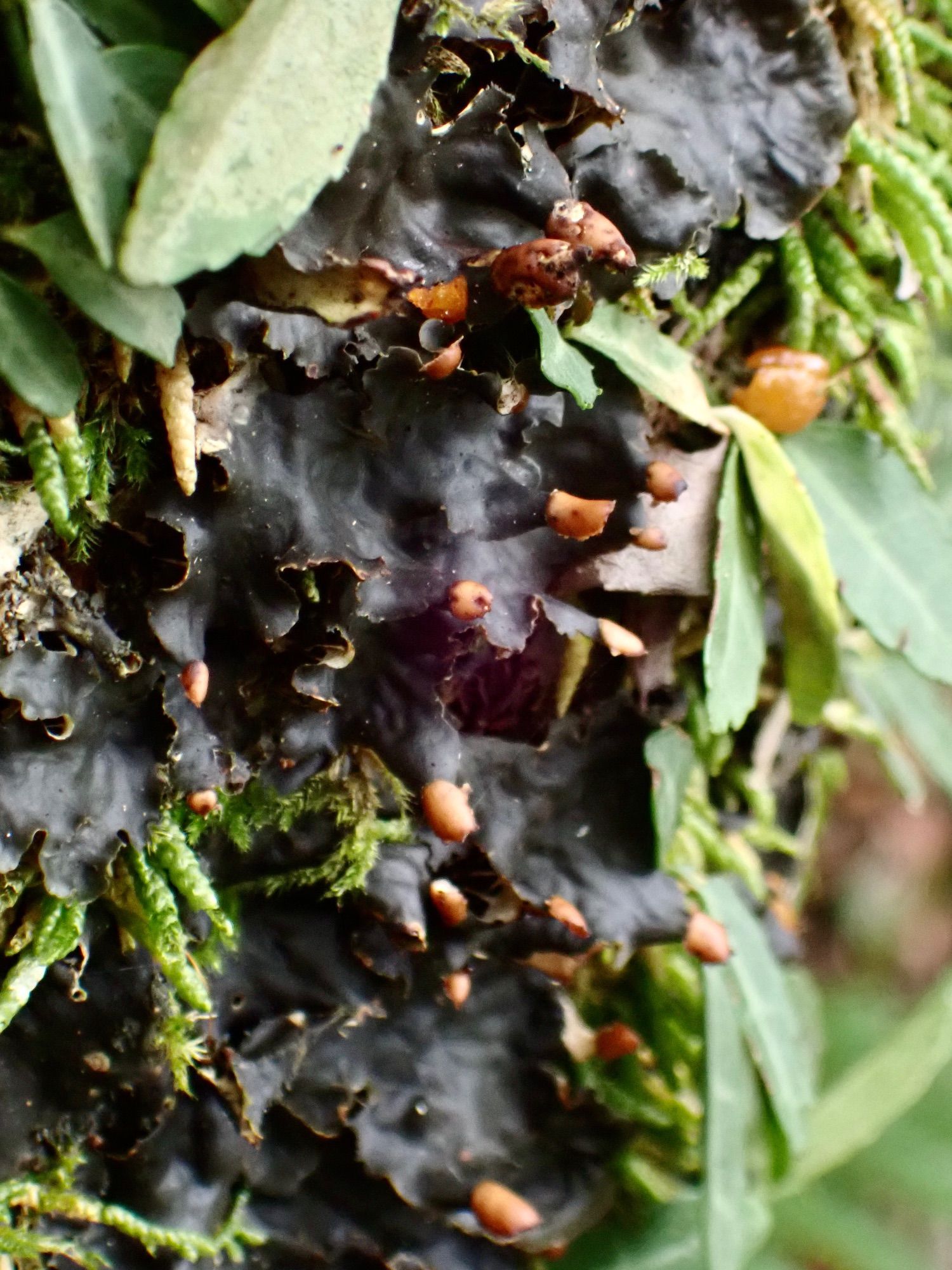 Colony of Peltigera lichen. The wide lobes are dark green, almost black. The “nails” or spore producing part on the edge of the lobes are green.