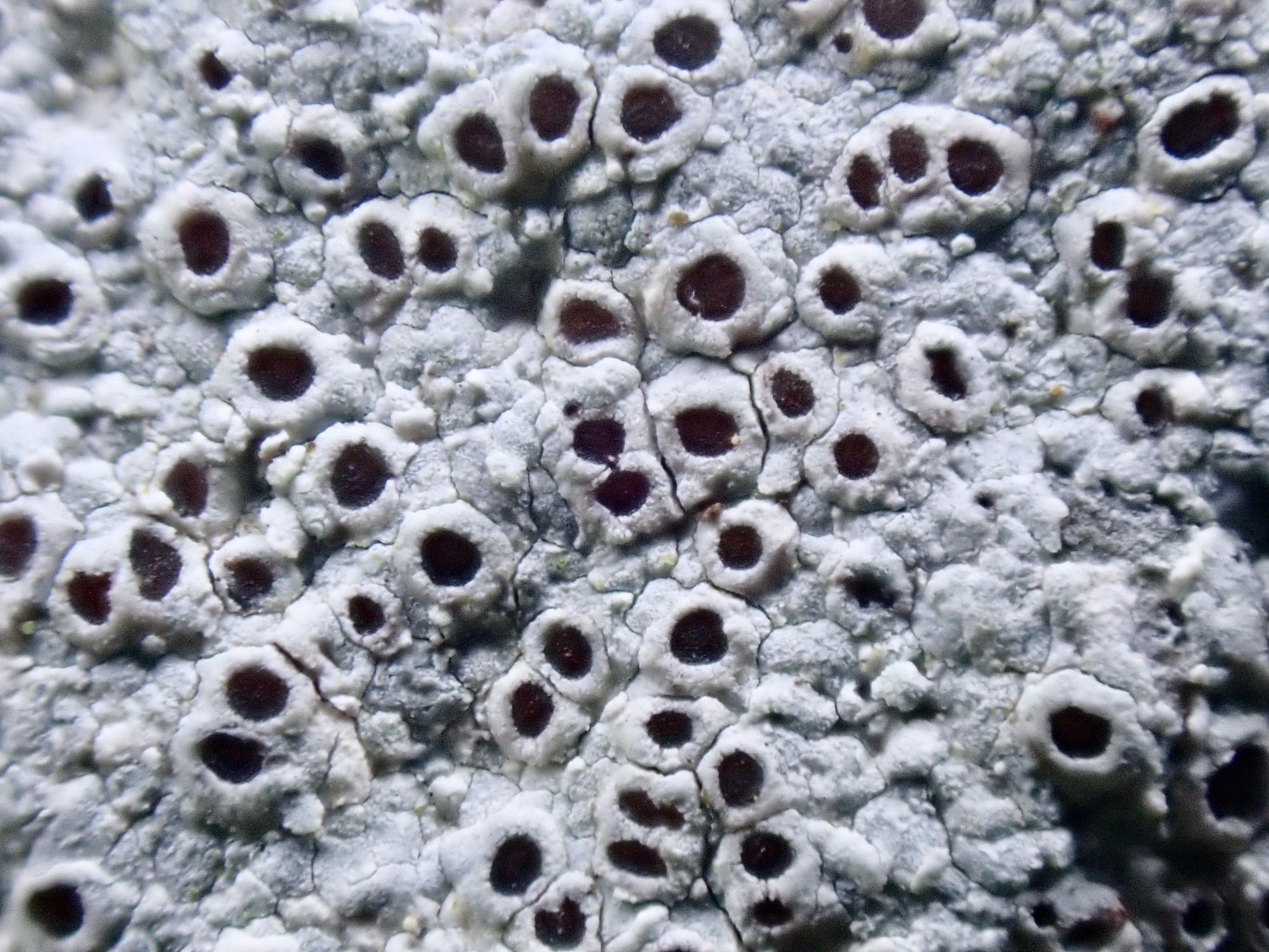 Close-up of the crater-like apothecia of Diploschistes lichen. The interior of the crater is deep purple, while the rim is white-grey. The body of the lichen is also white-grey and the craters are separated with cracks in the body.