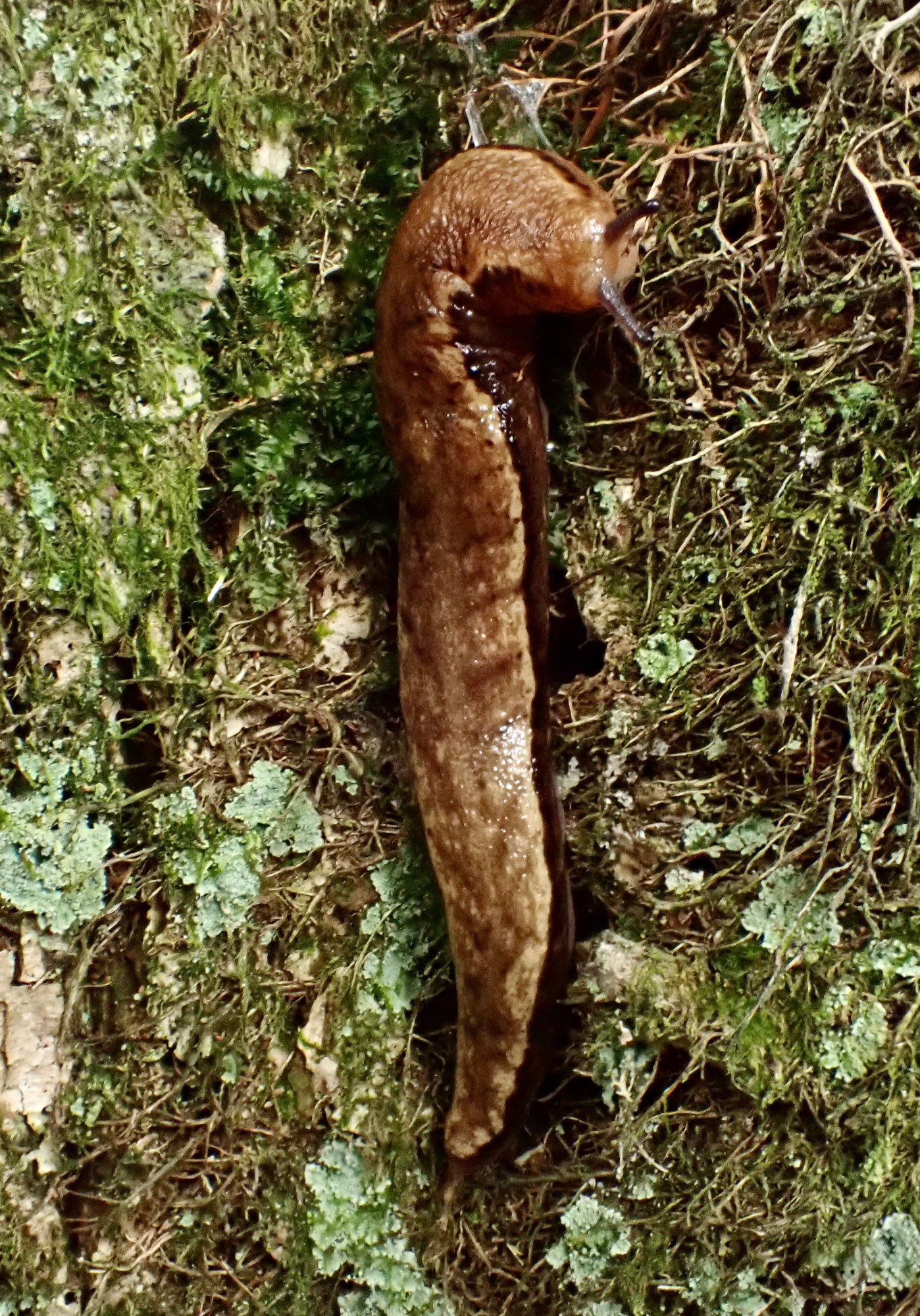 Brown slug on a lichen & moss covered tree. It has a dark brown line along its side with faint reverse-arrow pattern on the back. The eyestalks are extended.