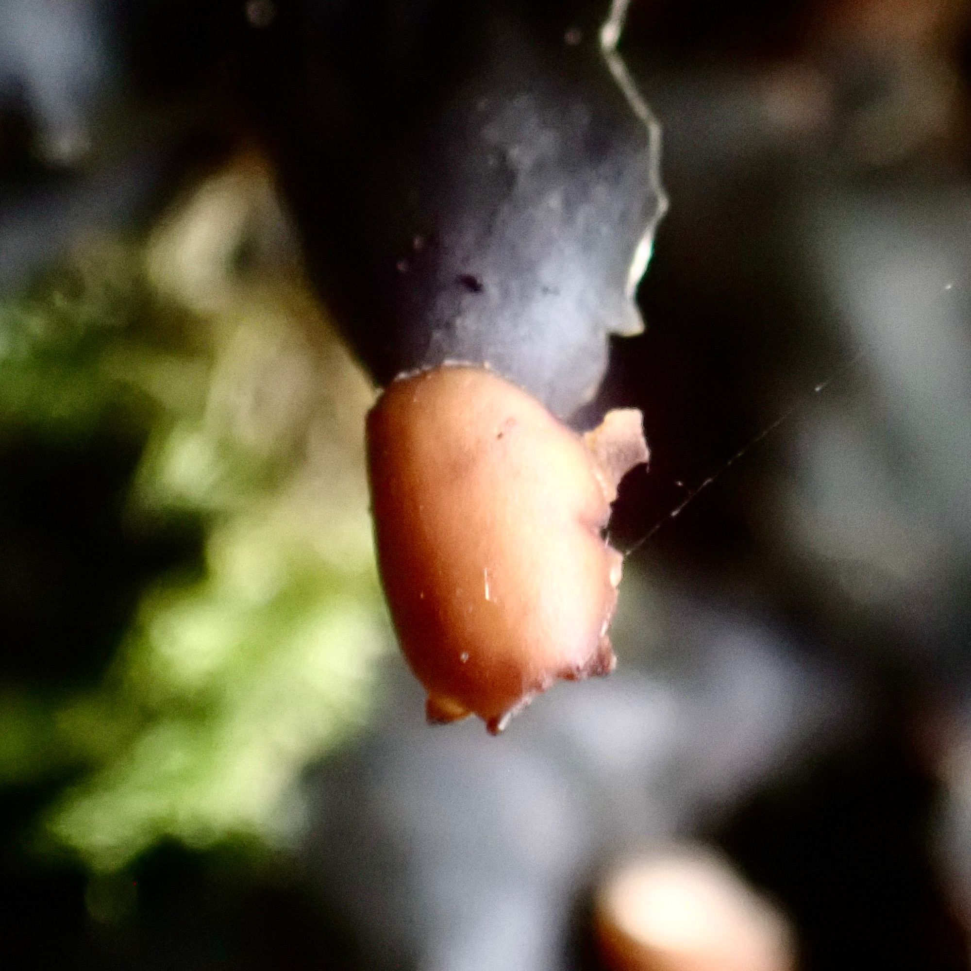 Close-up of the “nail” of the Peltigera lichen. It is orange and jagged, while the lobe on which it is located is dark green.