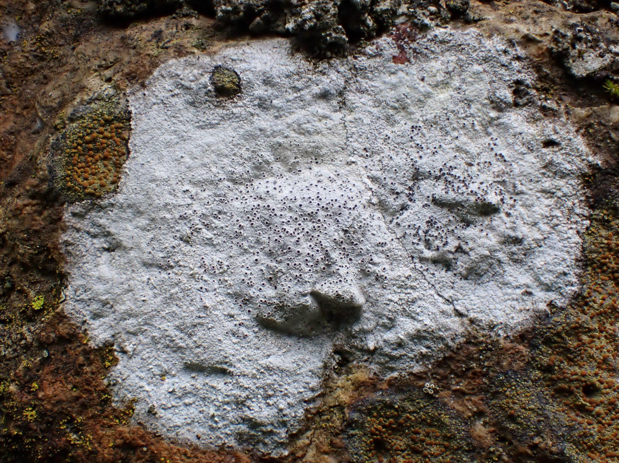 White patch on the rock is the colony of Diploschistes lichen. Small white dots can be seen in the central part of the colony.