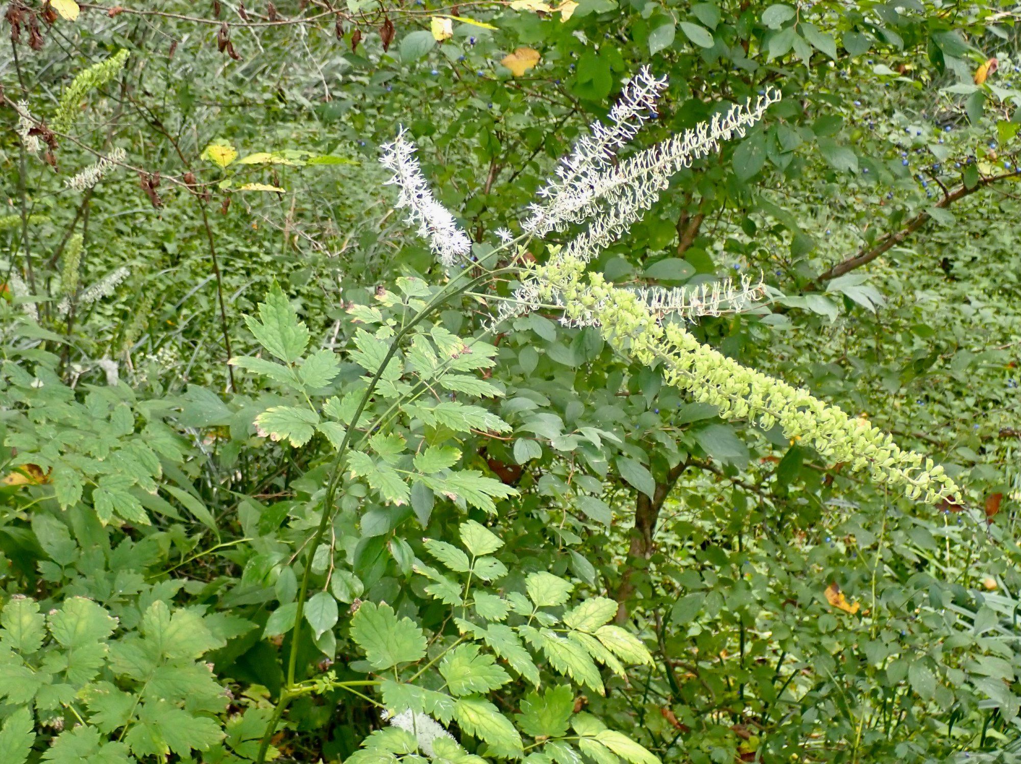 Baneberry plant. The remnants of the white flower that looks like bottle cleaner brush are visible. One plant has turned into bluster of green seedpods. Jagged, parsley like leaves are also characteristic.