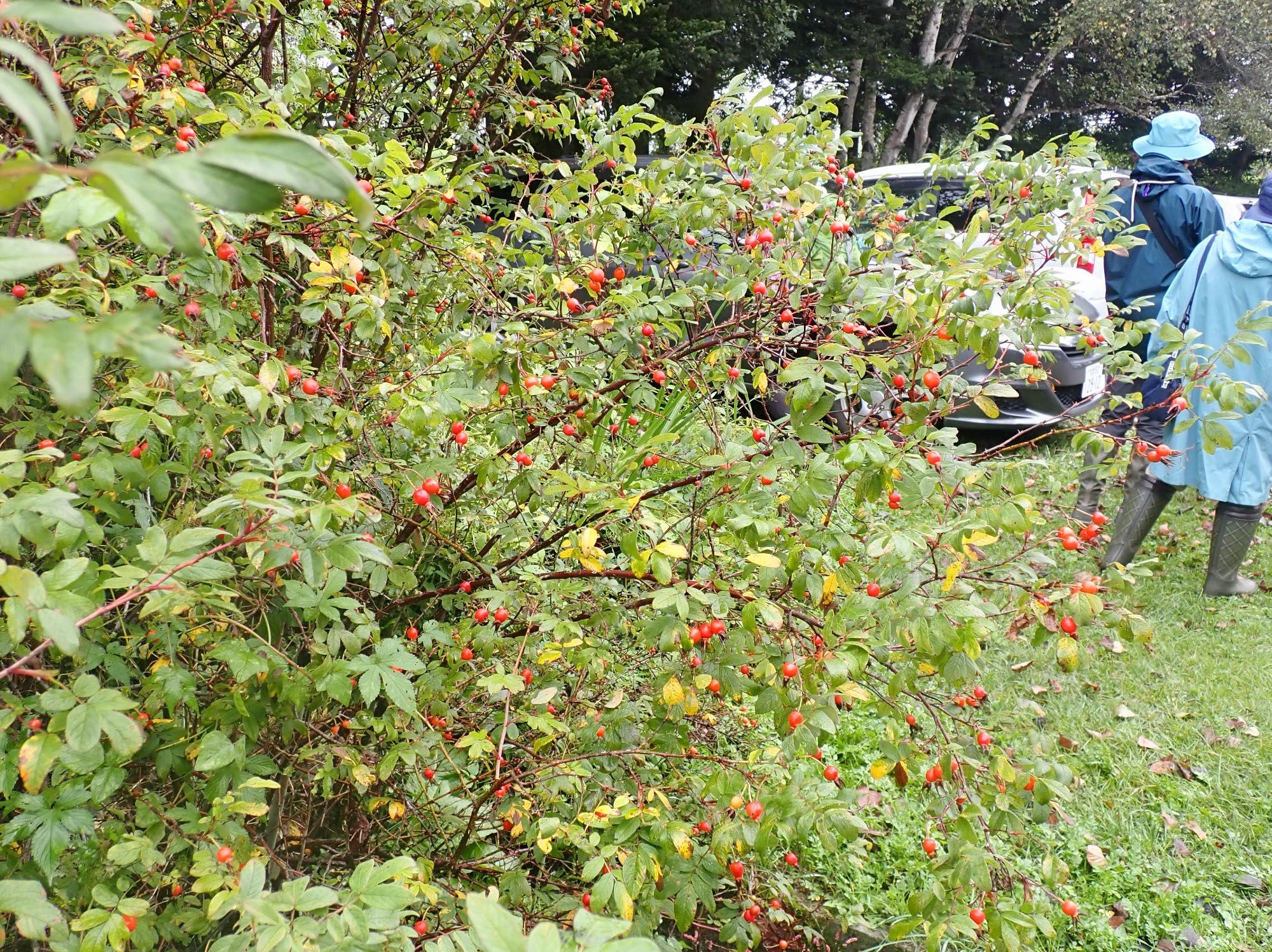 Rosehips on a shrub by the parking lot.