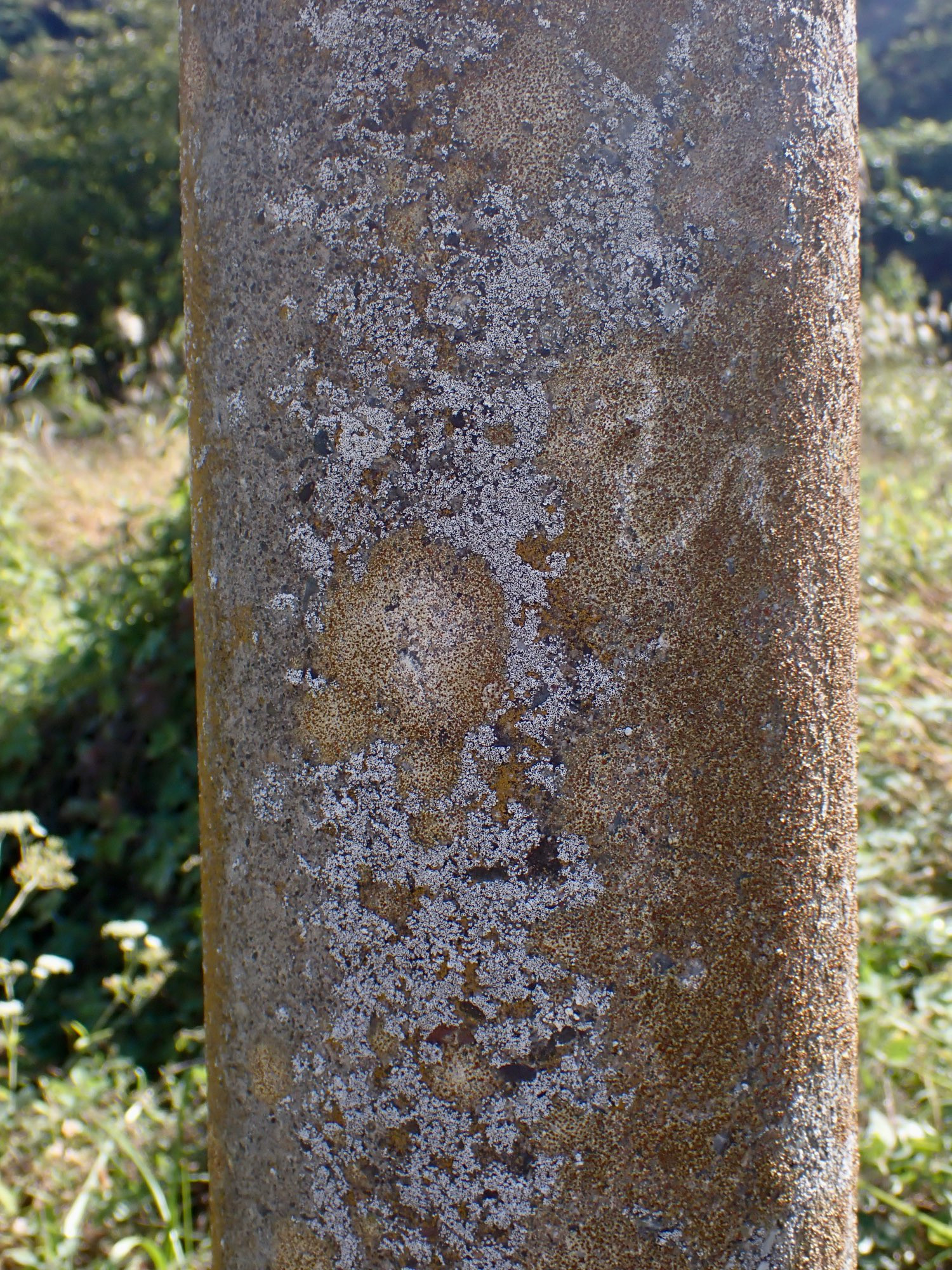 Orange dots of Caloplaca lichen cover the concrete utility pole. There is another white crumply lichen on the pole.