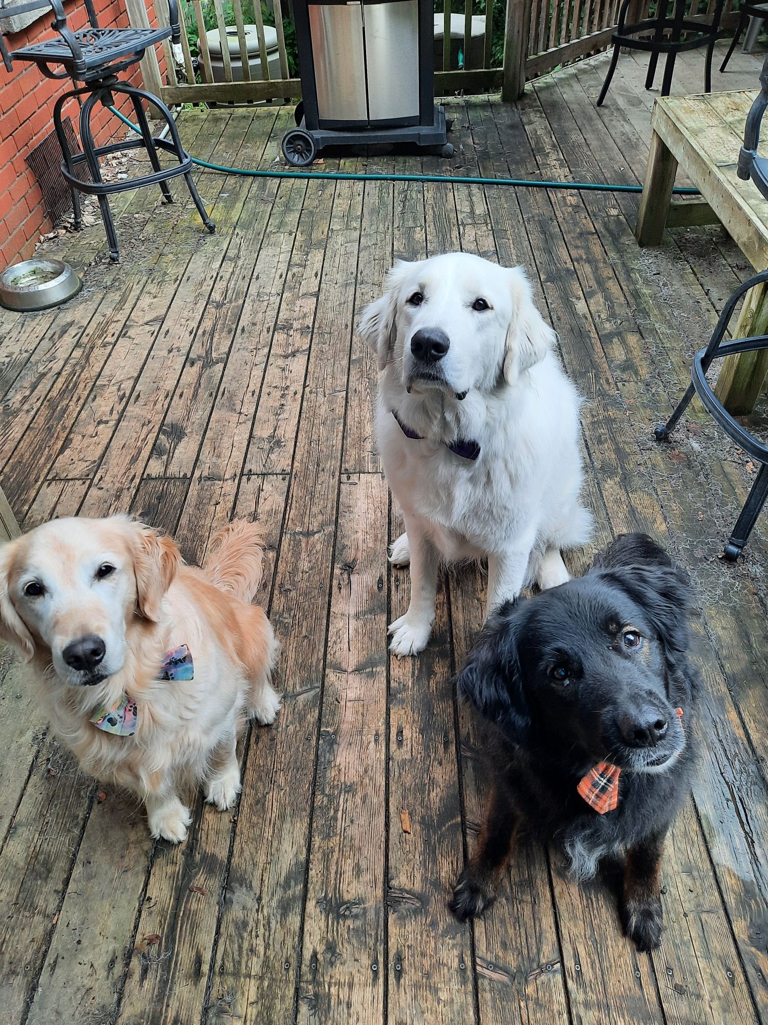 A golden retriever in a rainbow paw bowtie sitting next to a large fluffy white dog in a black and purple plaid bowtie sitting near a shaggy black dog in a black and orange plaid bowtie