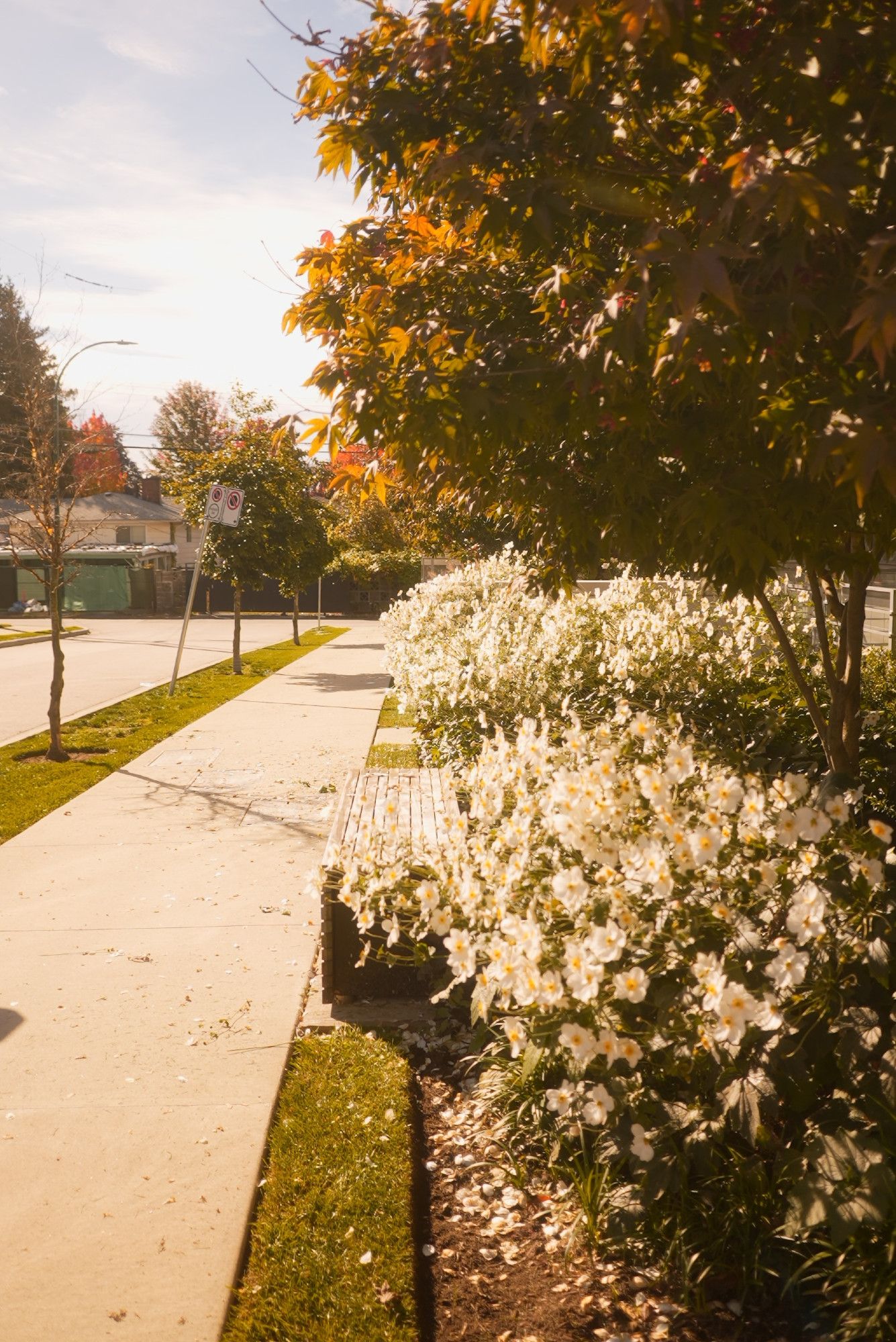 white flowers with a yellow center, many of them, surrounding a small wooden bench, drenched in warm fall sunlight and orange turning leaves above