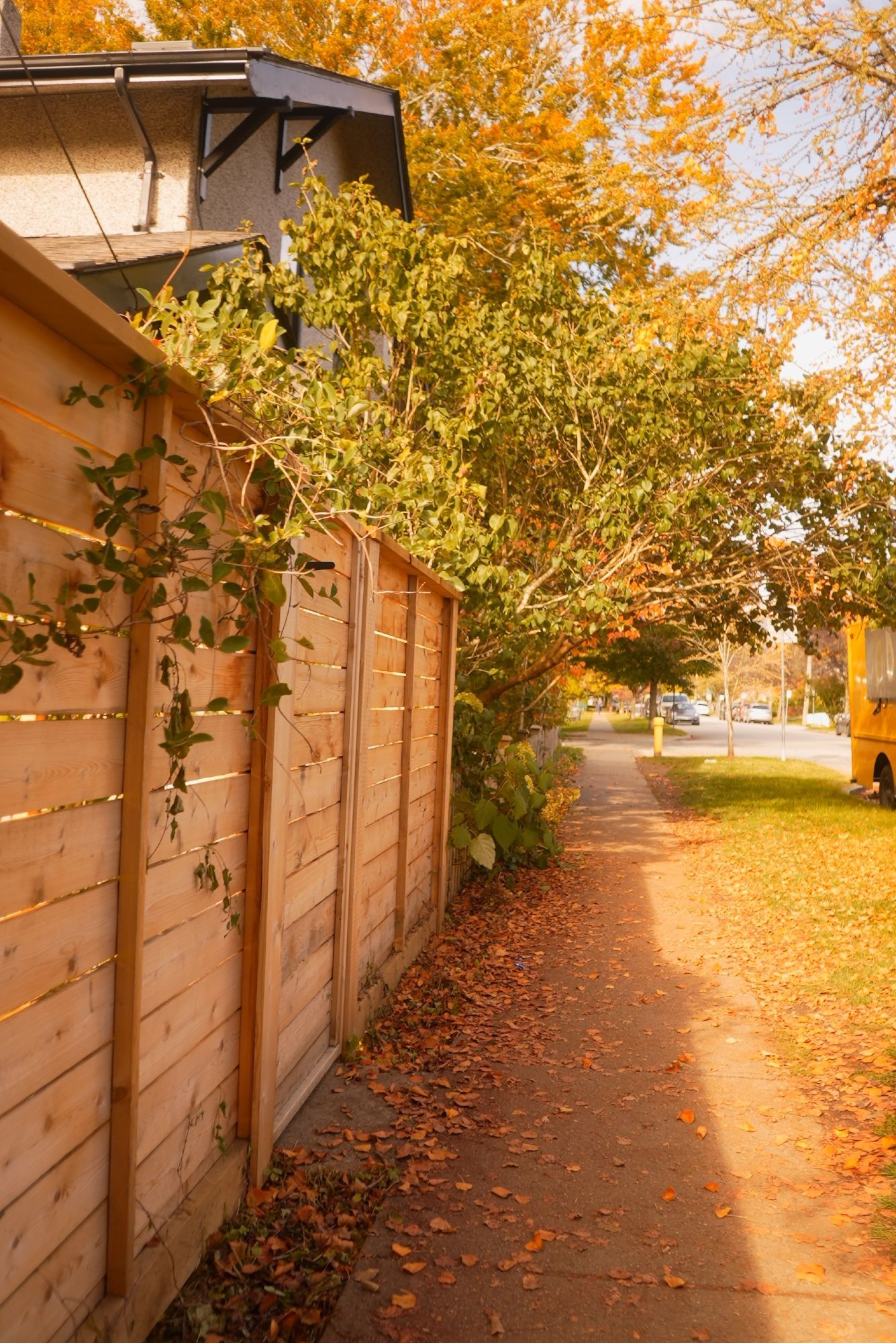 a wooden wall with warm sun bouncing off onto fall leaves, and orange trees above