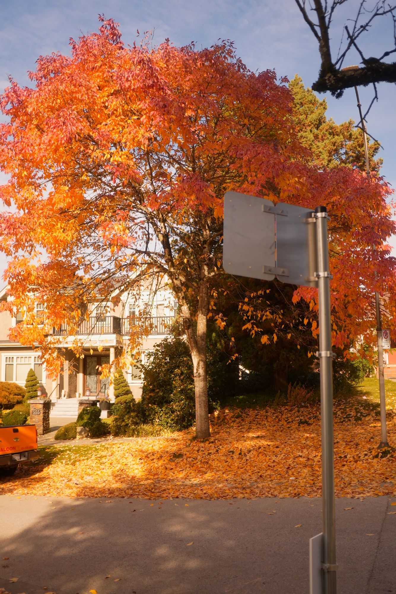 A huge orange and red tree, above a leaf covered ground of fall leaves, and an orange truck under it