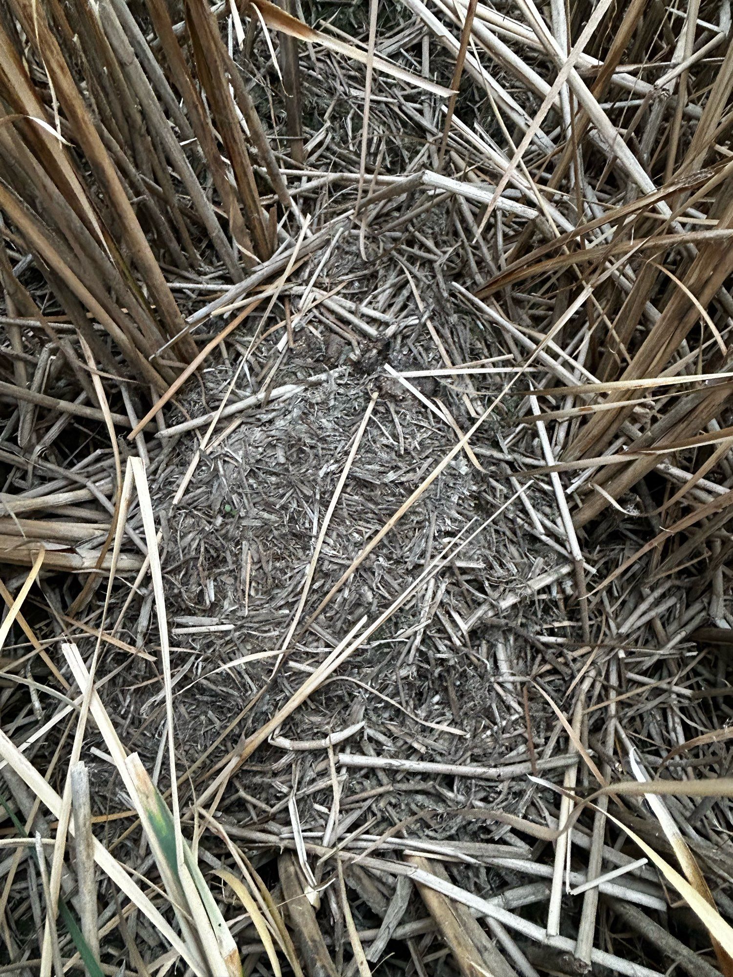 A mass of gathered aquatic vegetation piled into a mass and anchored to cattail stems. When finished and water is up, the whole nest floats.