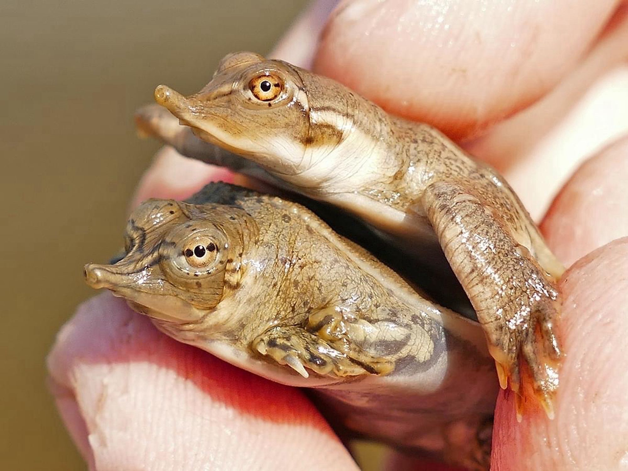 Two young softshell turtles, one on top of the other