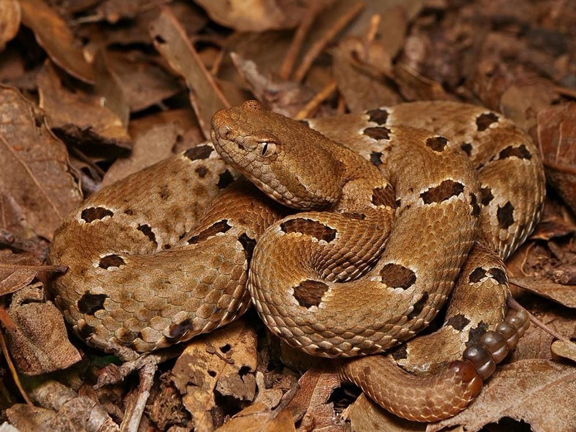 A small brown rattlesnake with darker blotches, coiled in some dead leaves