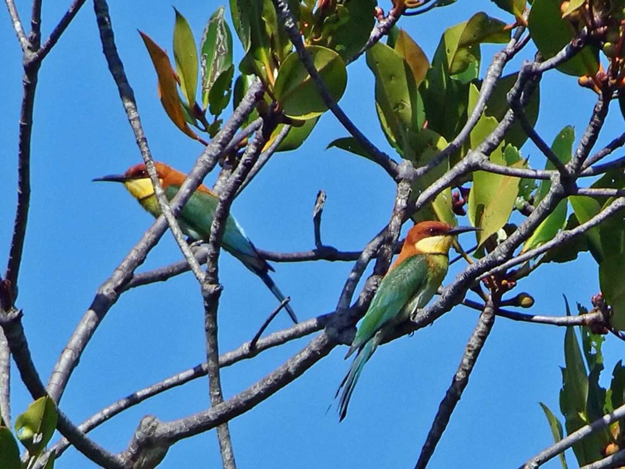 Small birds with long pointy beaks, green wings, brown caps and yellow cheeks, high is a tree