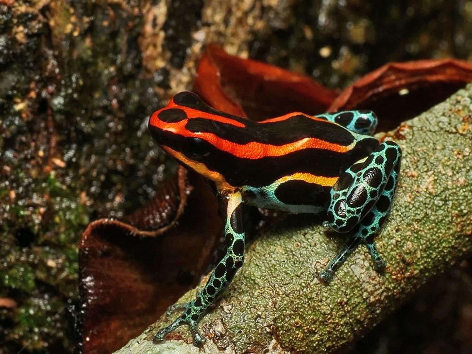 A tiny orange, black, and blue frog on a twig.