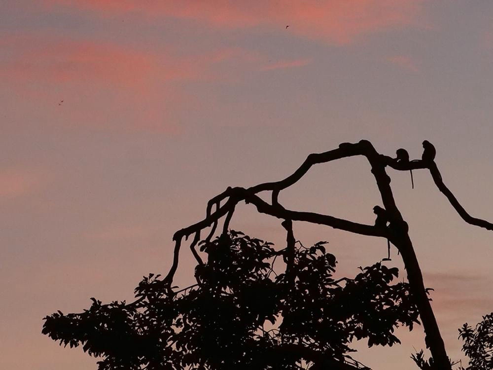 Long-tailed macaques in silhouette among the treetops at sunset