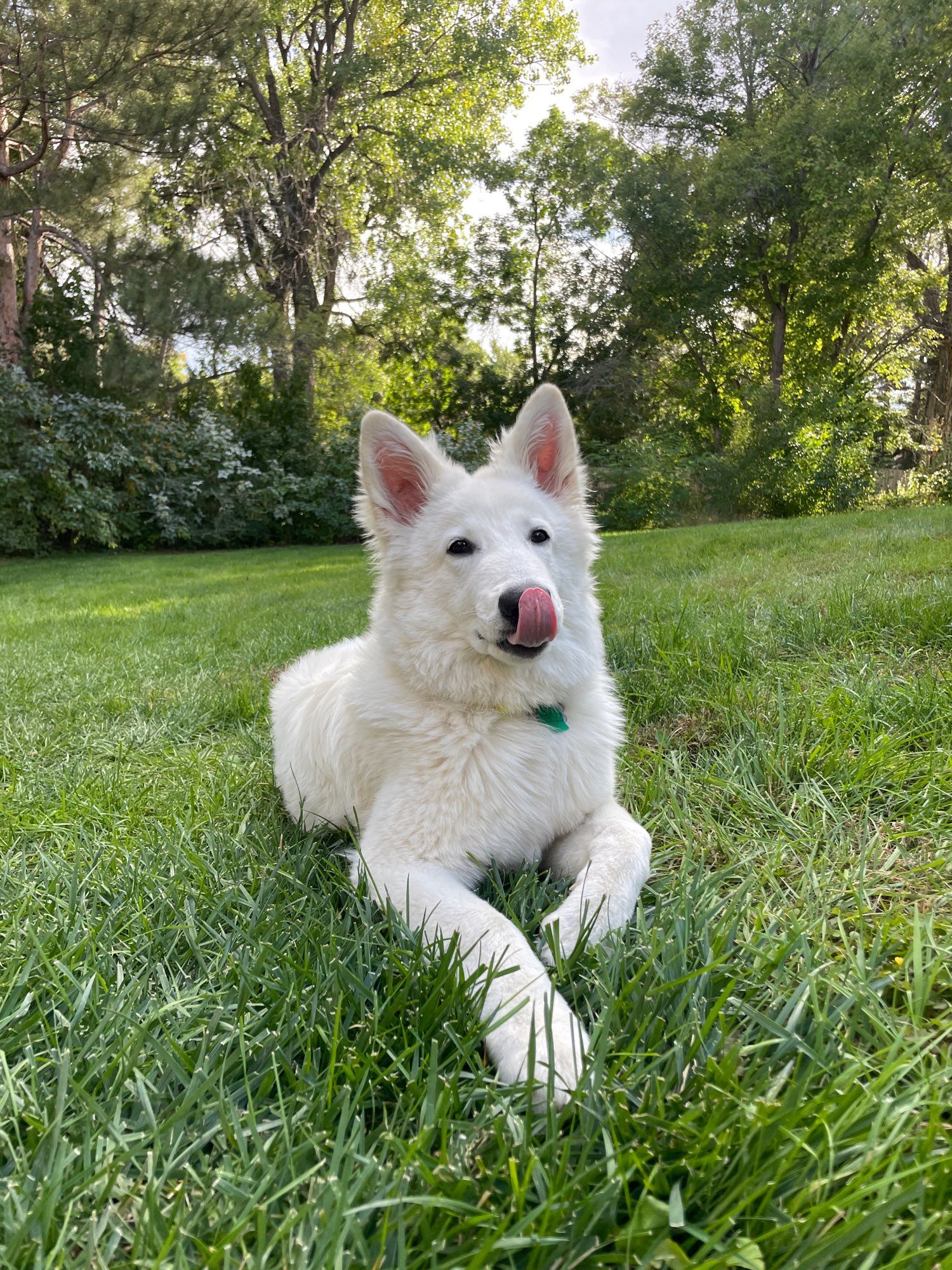 A cute Swiss shepherd laying in the grass licking her nose and looking at the viewer.