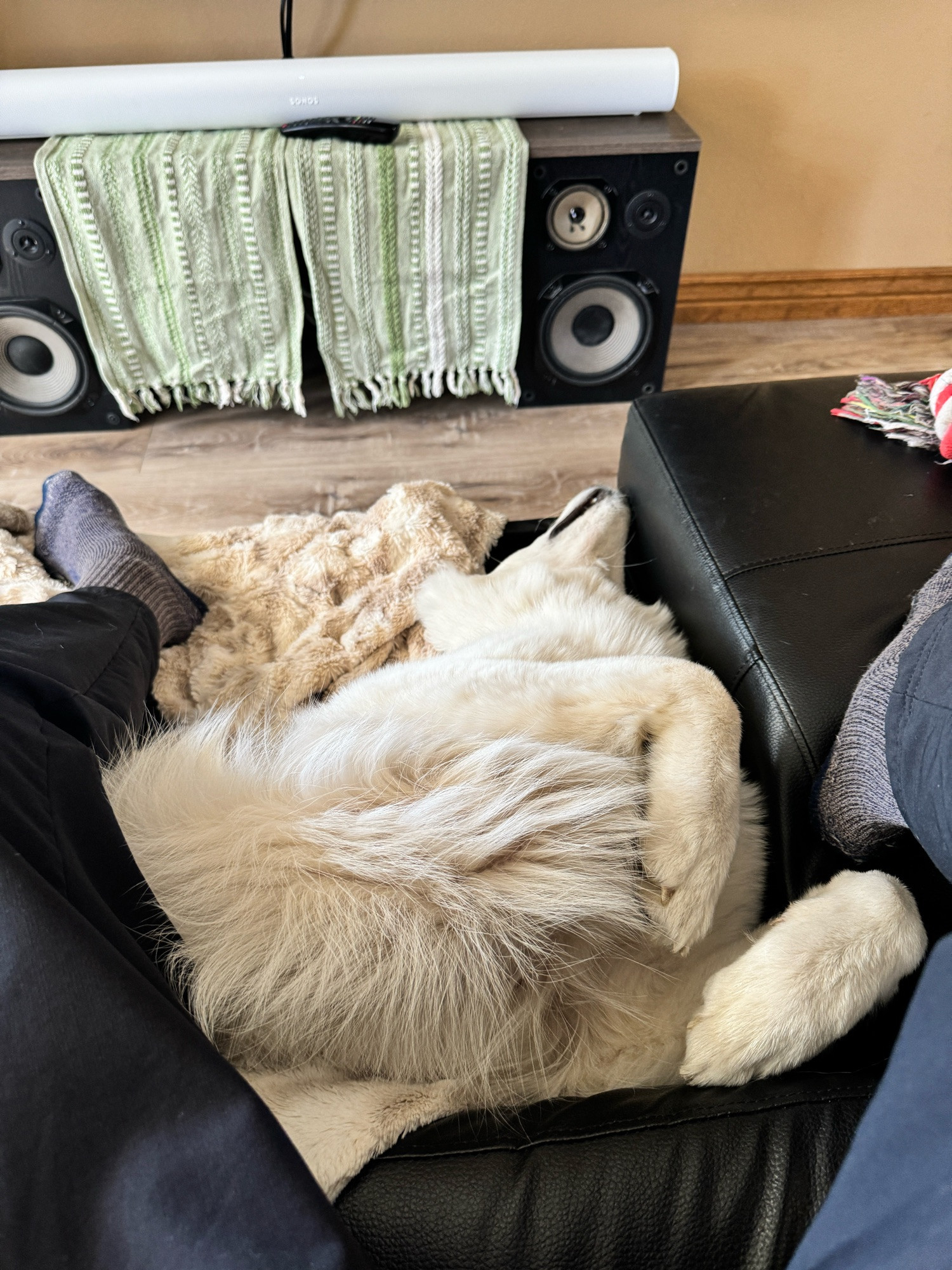 White shepherd laying on her back on a couch with her paws up