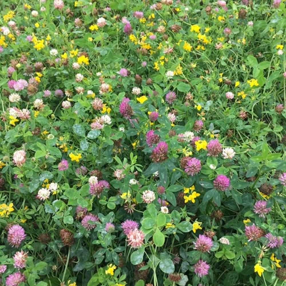 Red & White Clover with Bird'sfoot Trefoil mix for pollinators, which are not only bees, flies and other insect groups also.