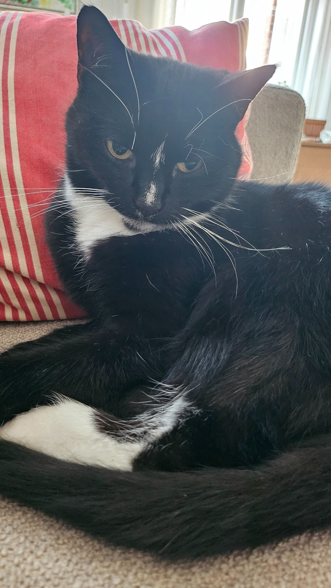 A black and white cat stares disgruntled into the camera. 