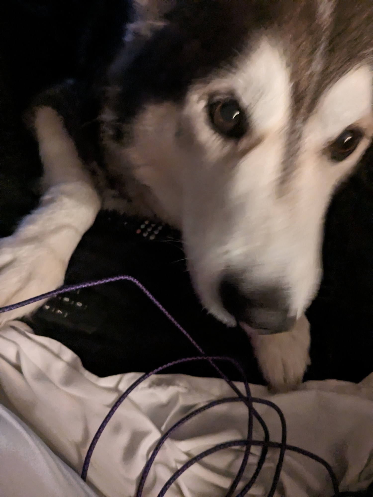 Slightly blurry pic of a sable husky reaching his head towards you for ear scritches