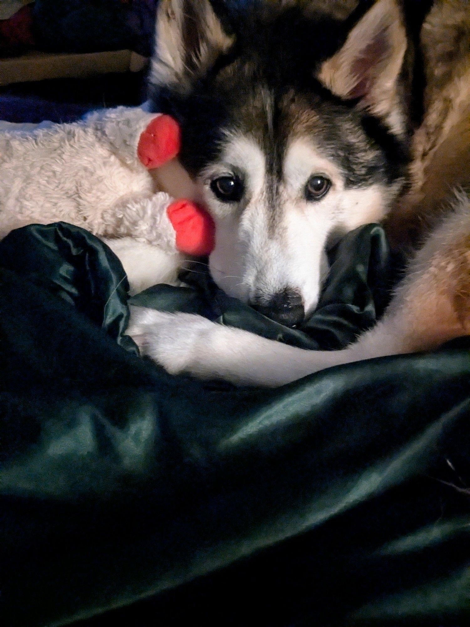 Tired sick sable husky laying on a green blanket with a Lambchop toy