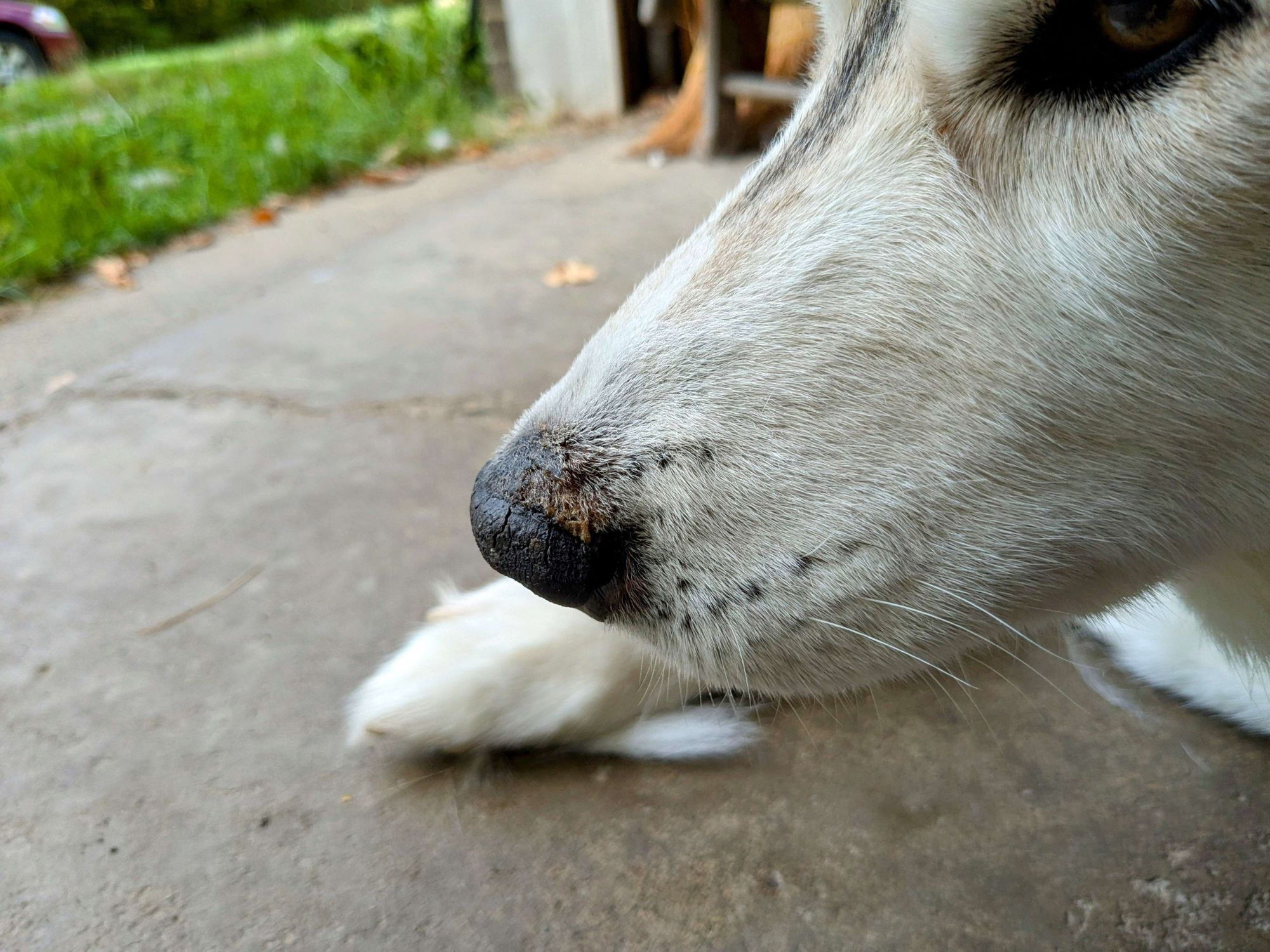 Close up of a crusty skin infection on a dog nostril