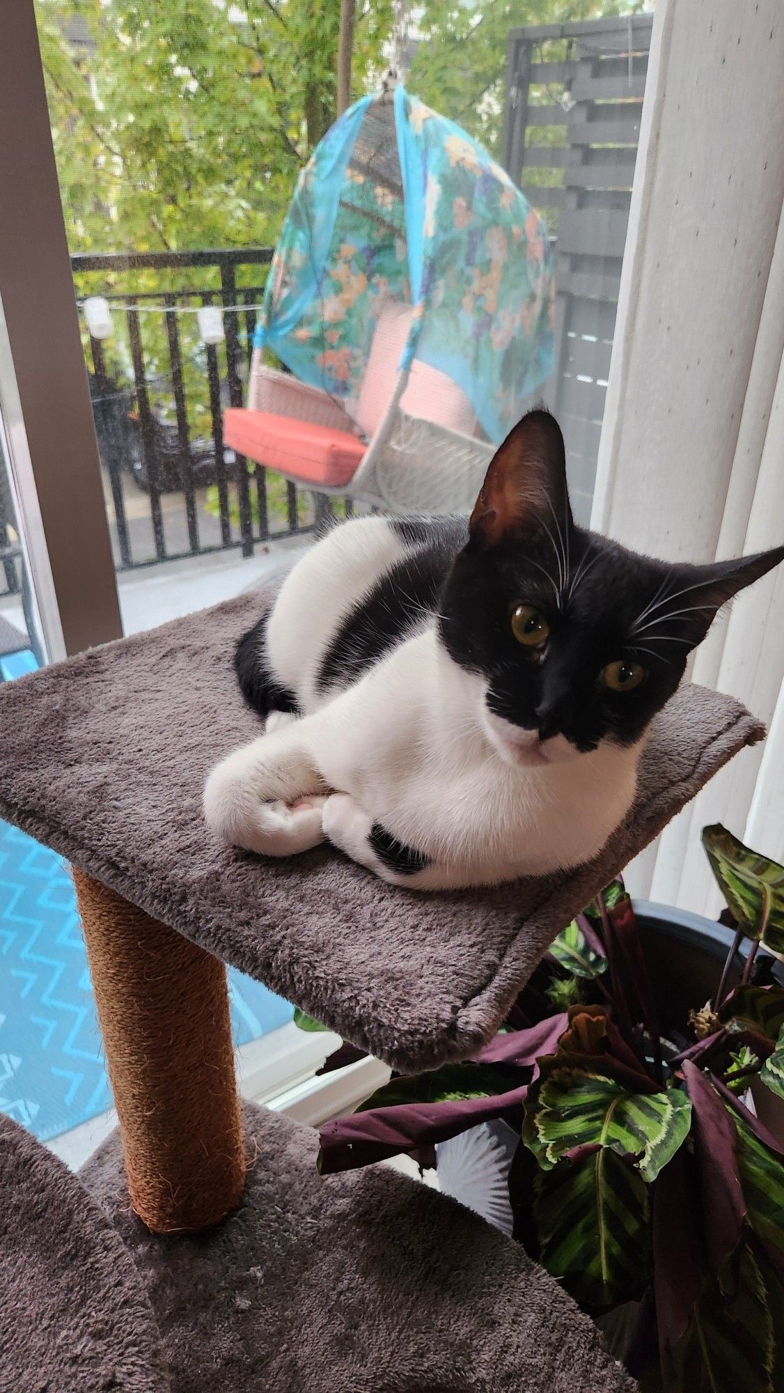 A picture of Eevee the cat lounging on a cat tree.