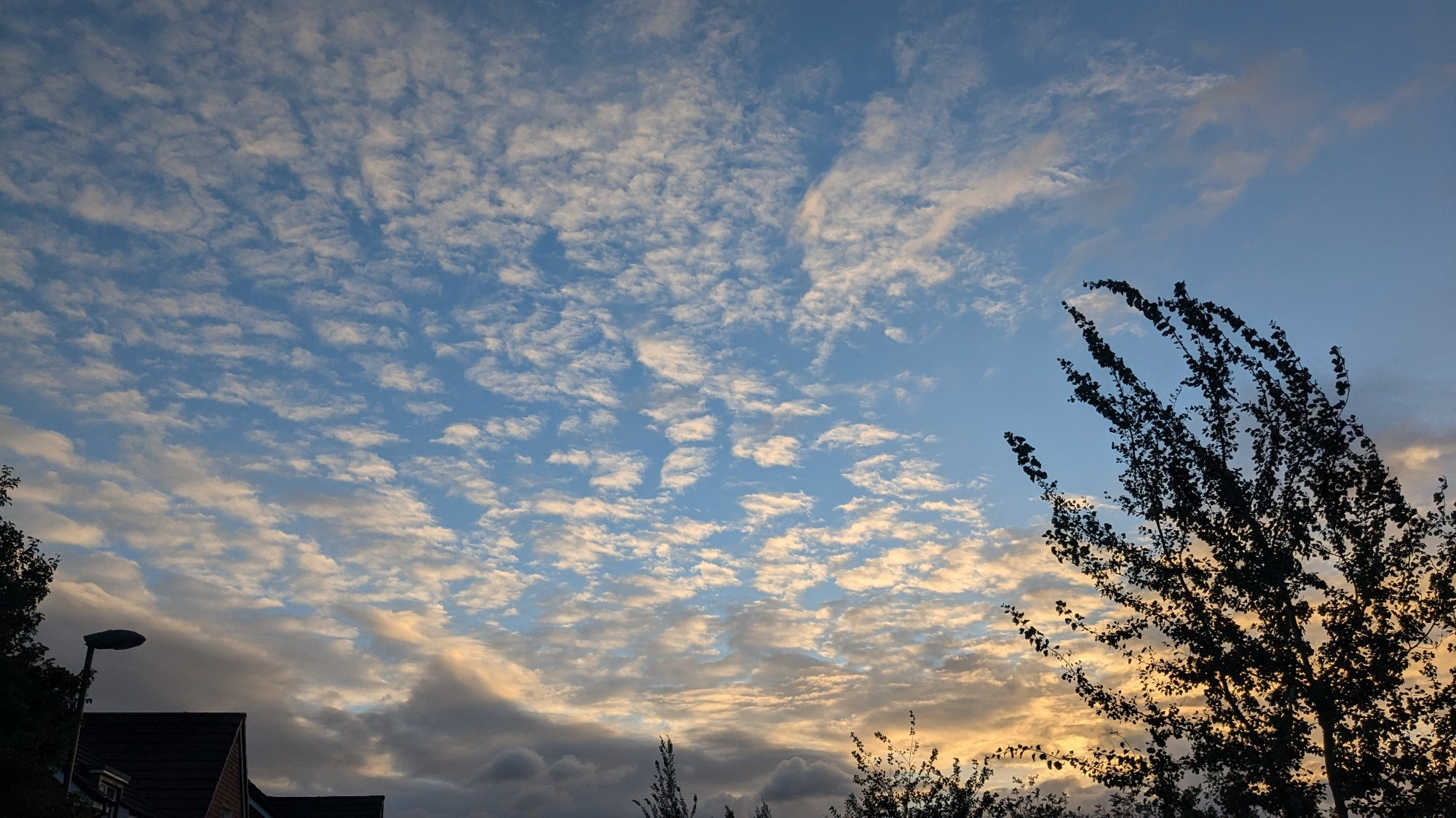 Sunset, blue skies with white fluffy clouds dotted, sky goes from blue to yellow gold. Most of the picture is the clouds spreading from the sunset out. A tree on the right