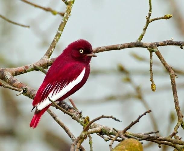 Uma bela ave cor rosa-grená. com penas de voo da asa super brancas. iris bem amarela. bico curto. uma maravilha