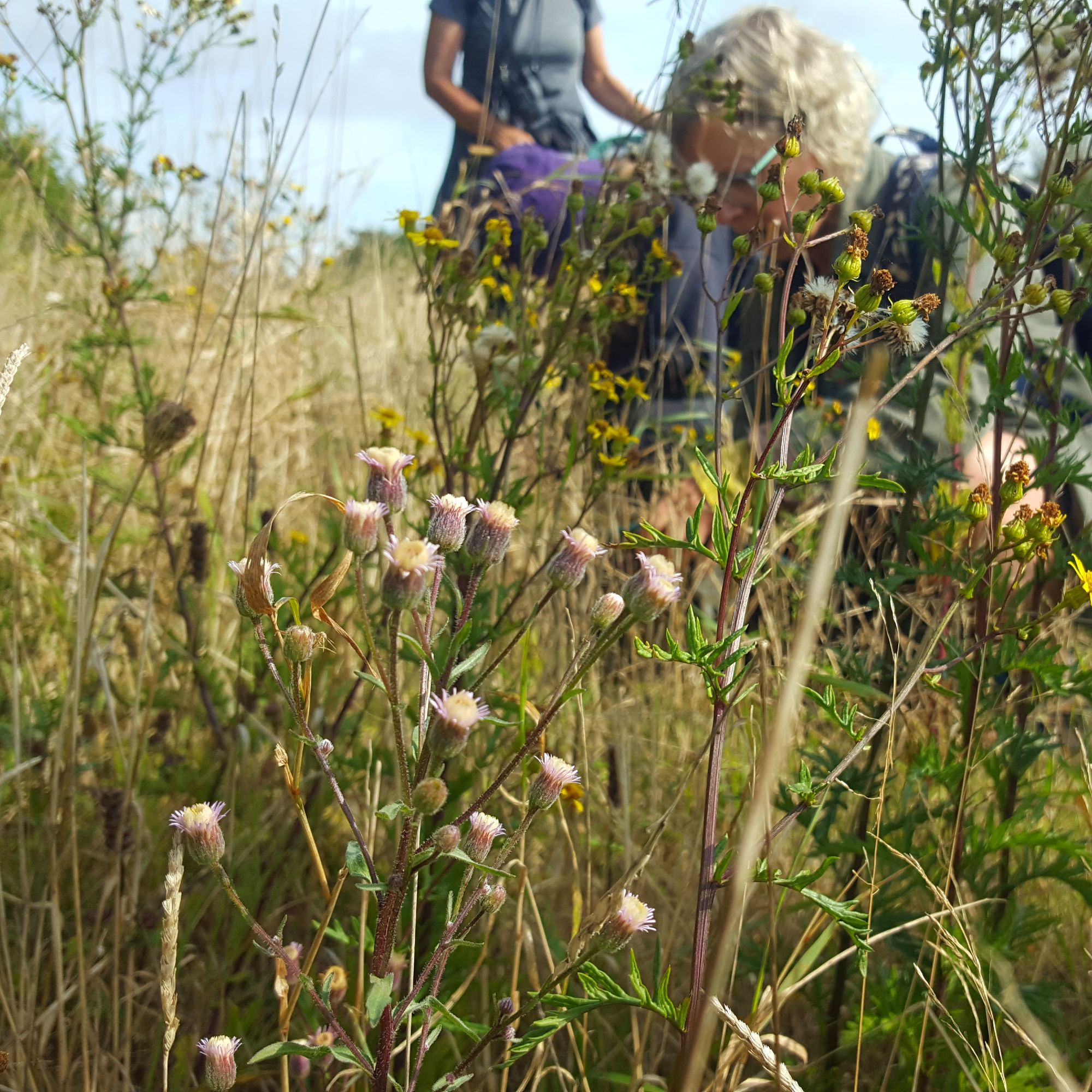 The pale blue flowers of Blue Fleabane amongst other grass and flowers, with people in background.