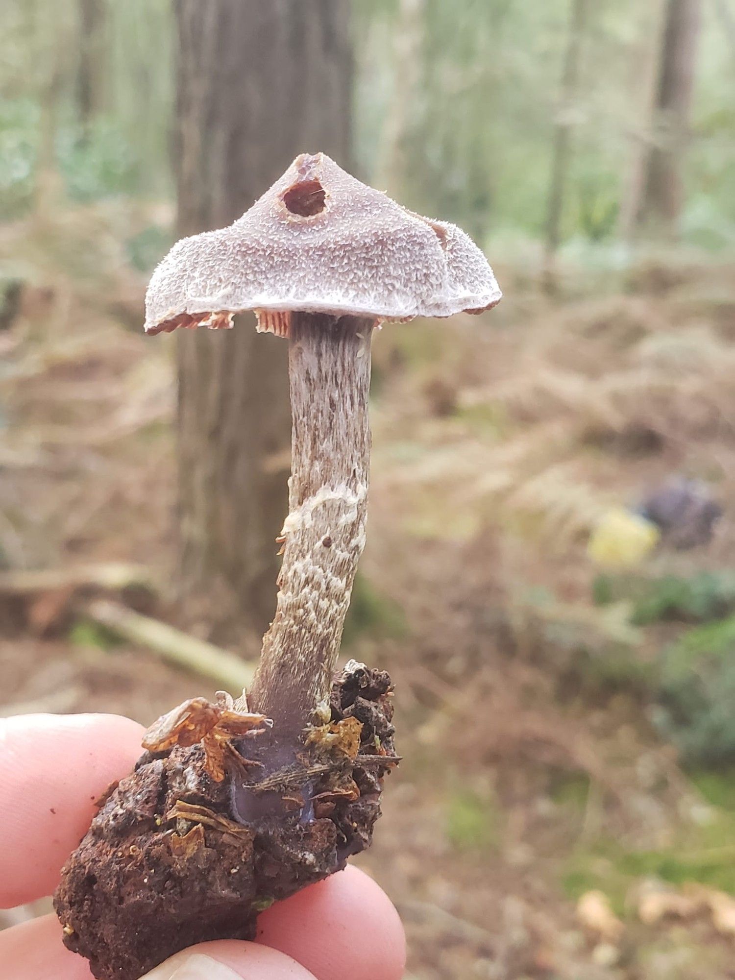 Cortinarius flexipes (Pelargonium Webcap)