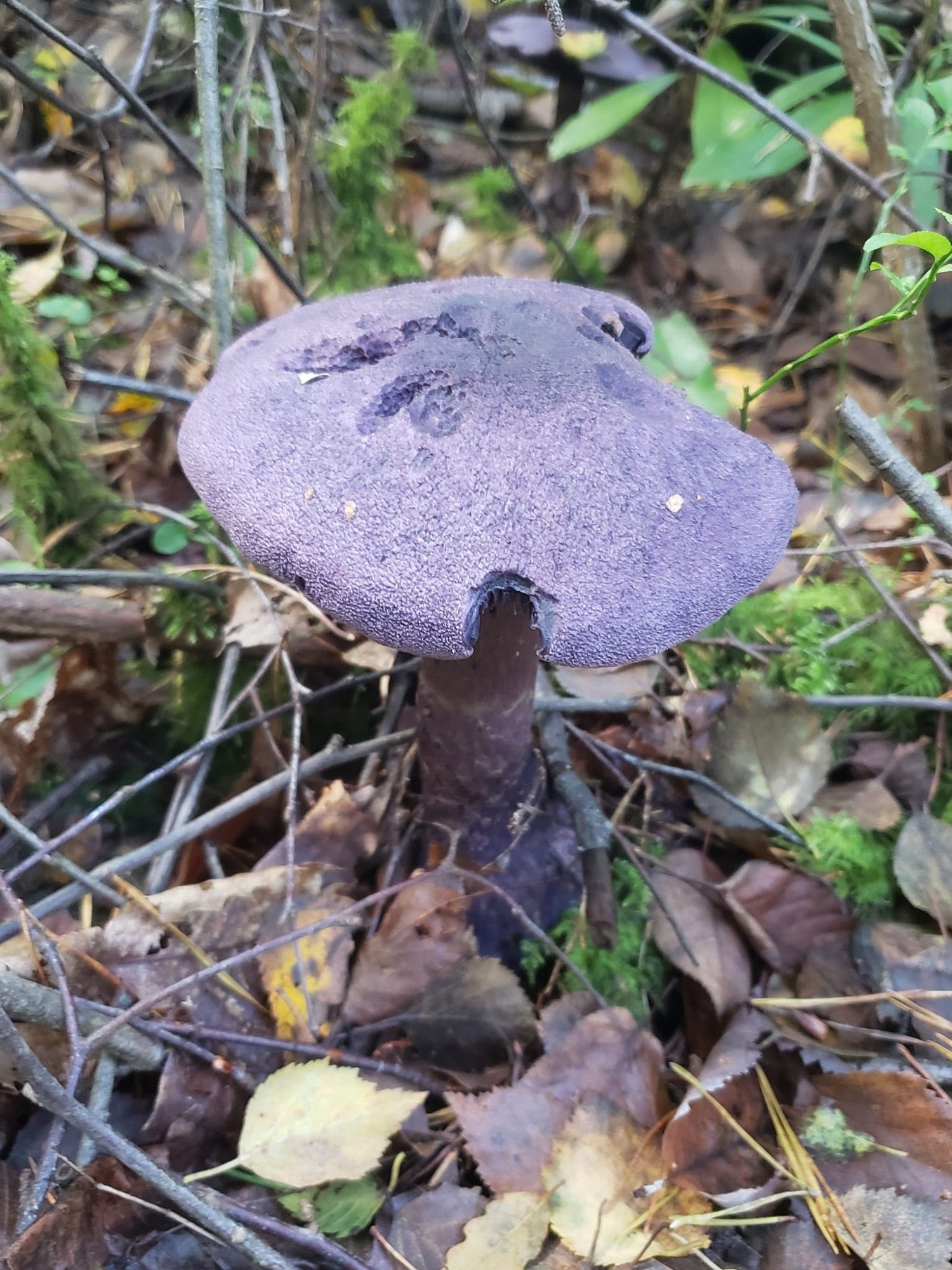 Cortinarius violaceus (Violet Webcap)