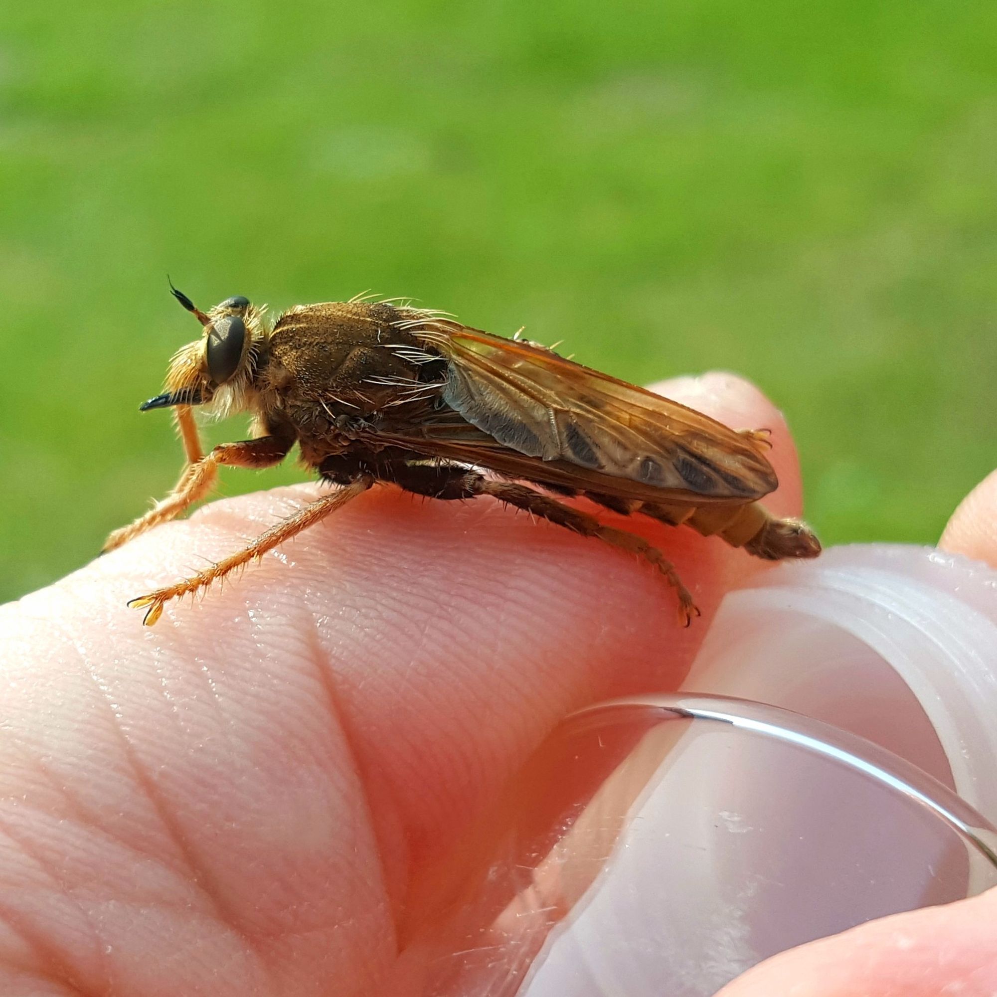 A very large, hairy, orange fly sits on a person's finger.