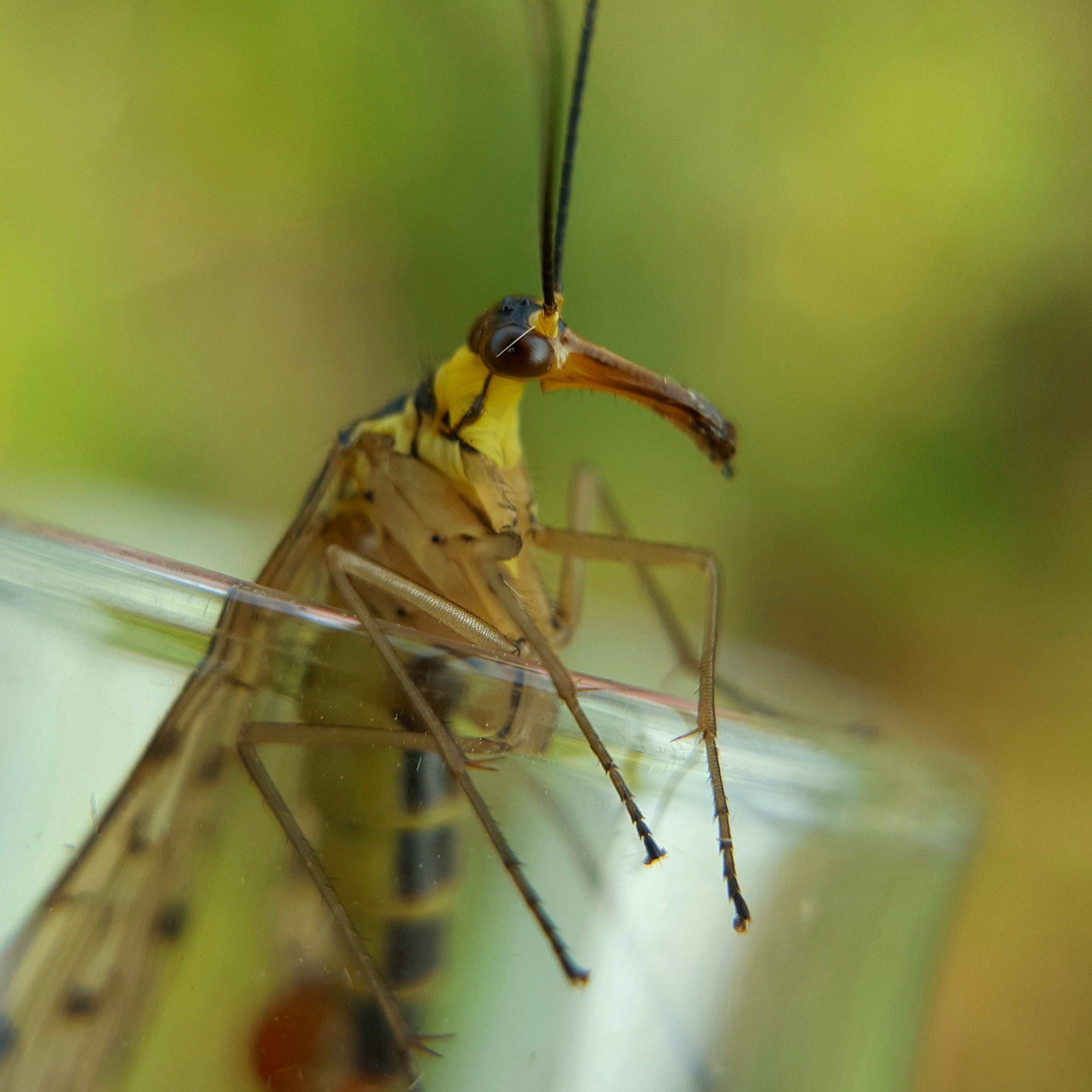 A scorpionfly - a black-and-yellow insect with a long, beak-like head, emerging from a glass tube.