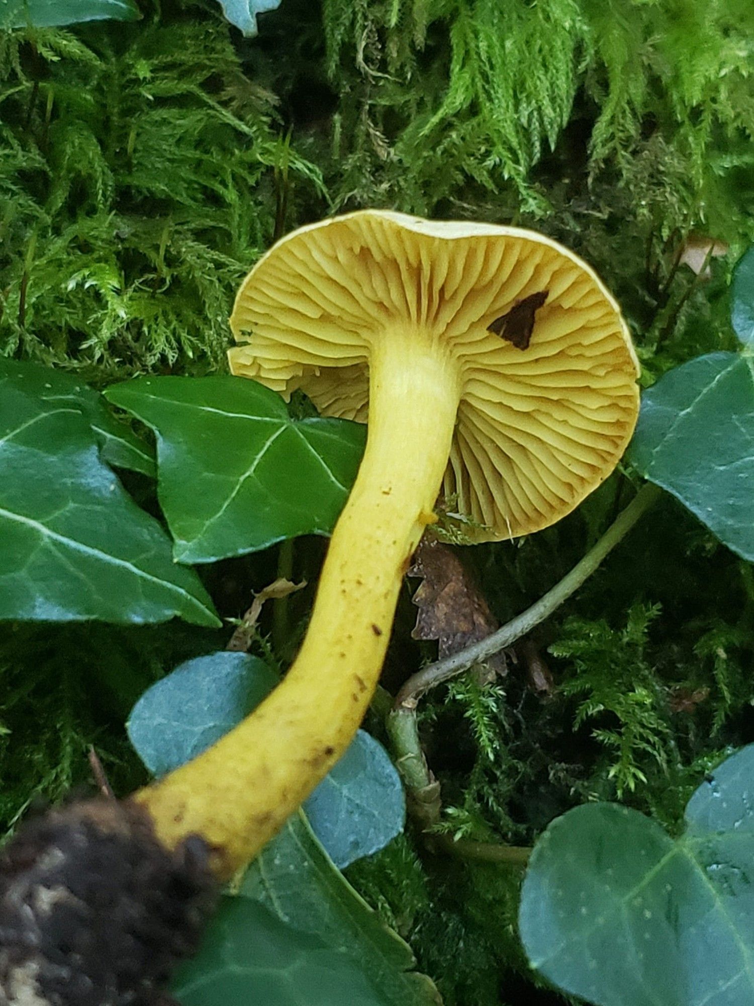 Tricholoma sulphureum (Sulphur Knight)