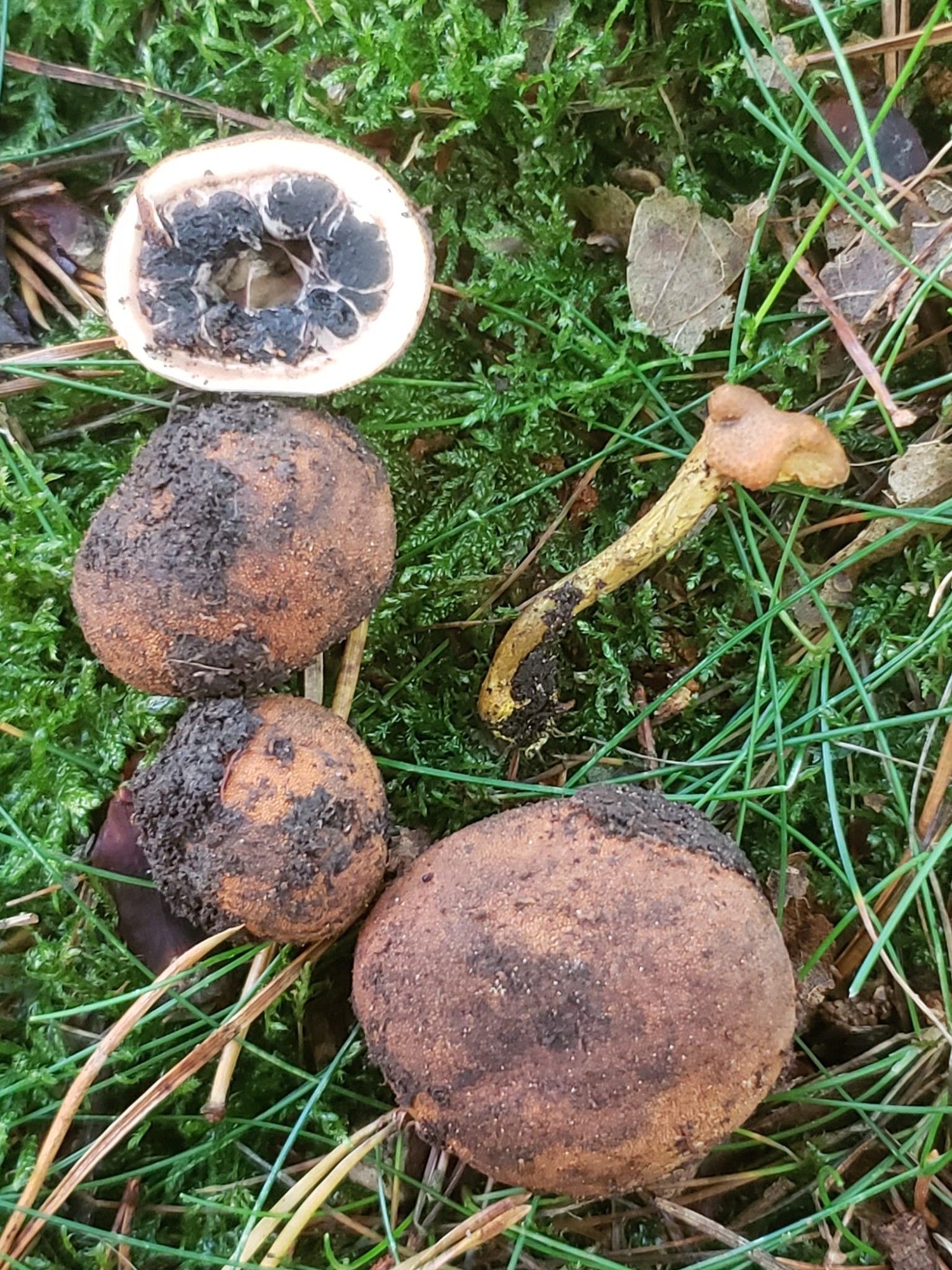 Elaphomyces granulatus (False Truffle) with a parasitic Tolypocladium sp. (Truffleclub)