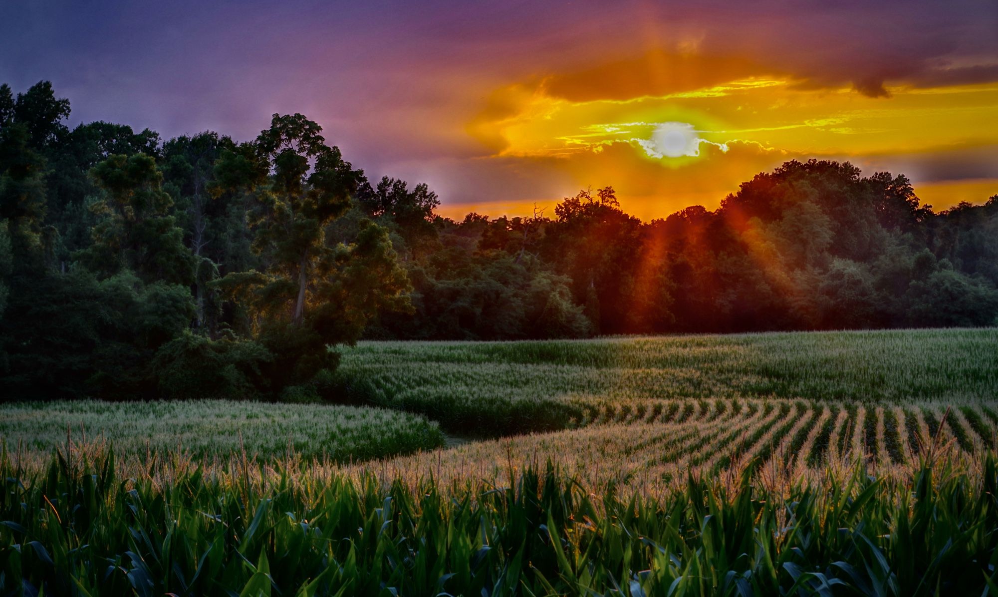 Sunset over corn in tassle and forest