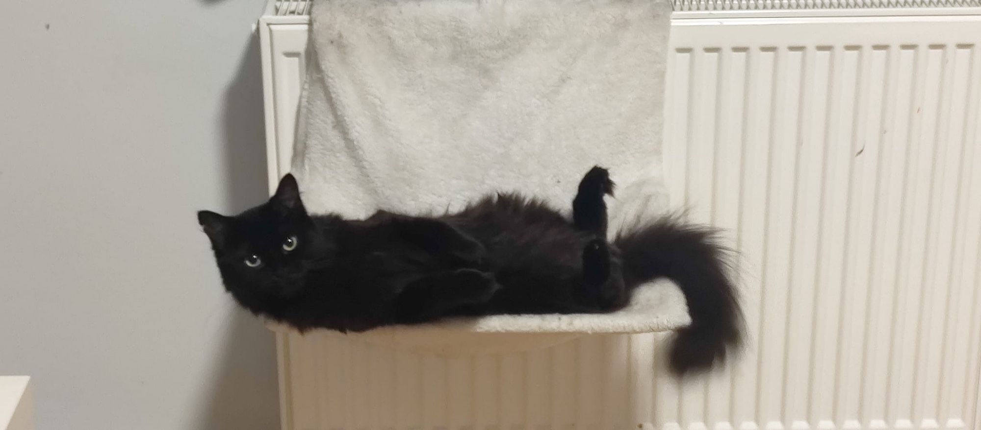 A black void floof asking to be drawn like a French girl