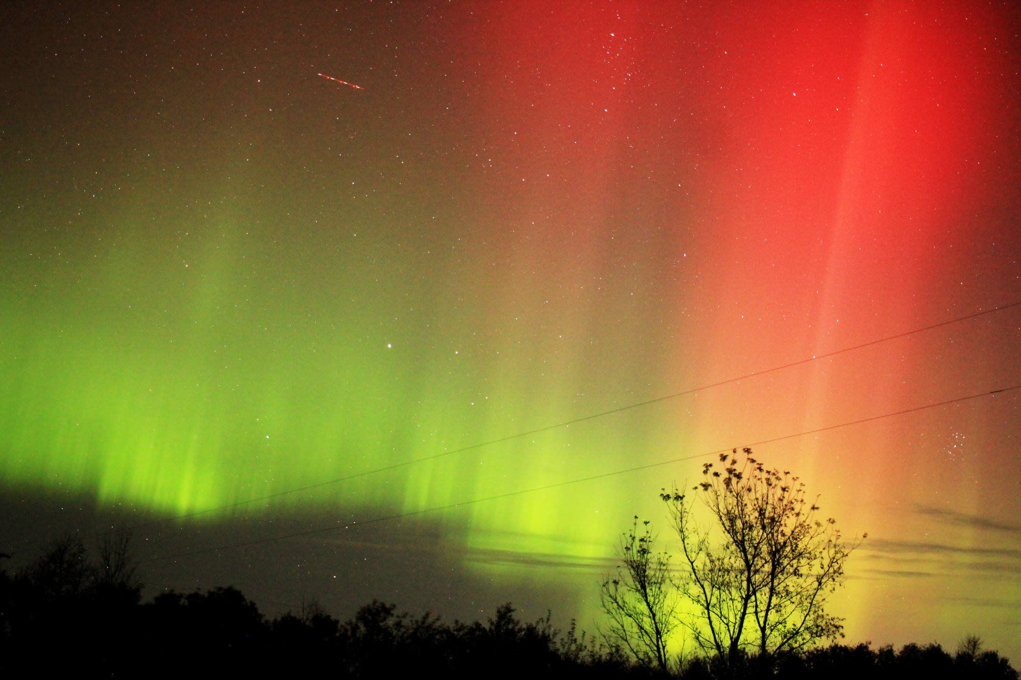 Vivid red and green aurora borealis above a line of scrubby trees