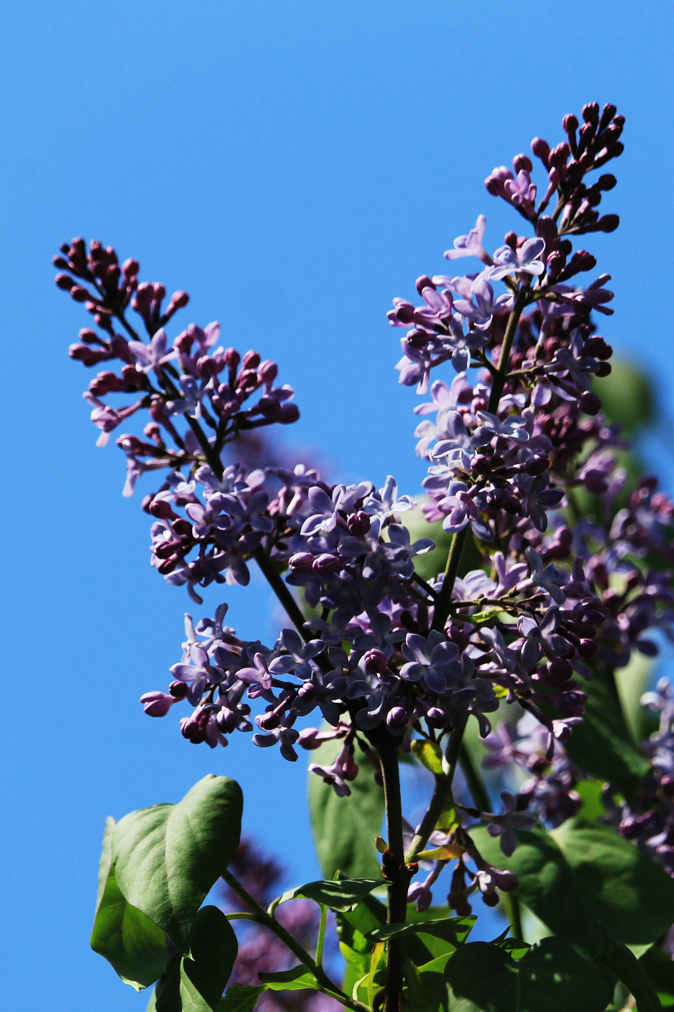 Spring lilacs against a bright blue sky