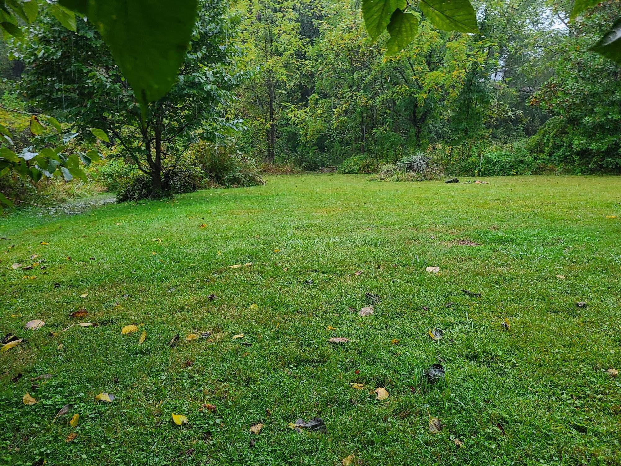 A rolling green backyard with a small tree off to the left, sloping down gently to a creek